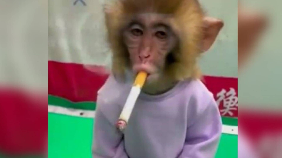 Zoológico obliga a mono bebé a fumar