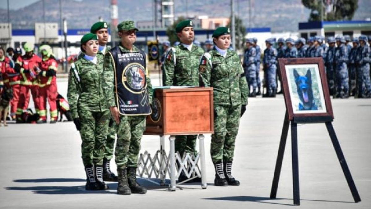 Proteo, el perro rescatista, tendrá un monumento en Estambul
