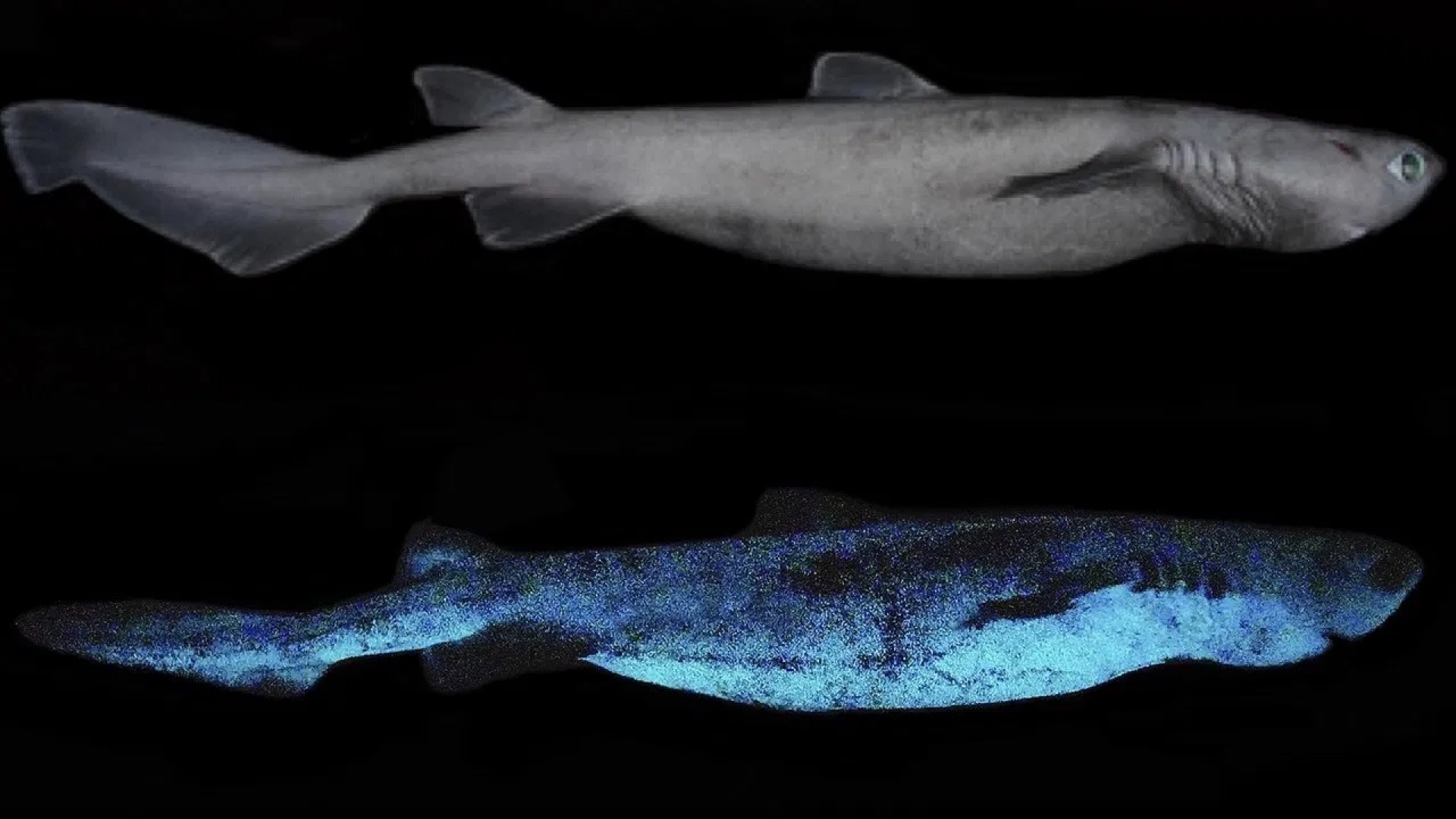 Descubren que algunos tiburones brillan en la oscuridad