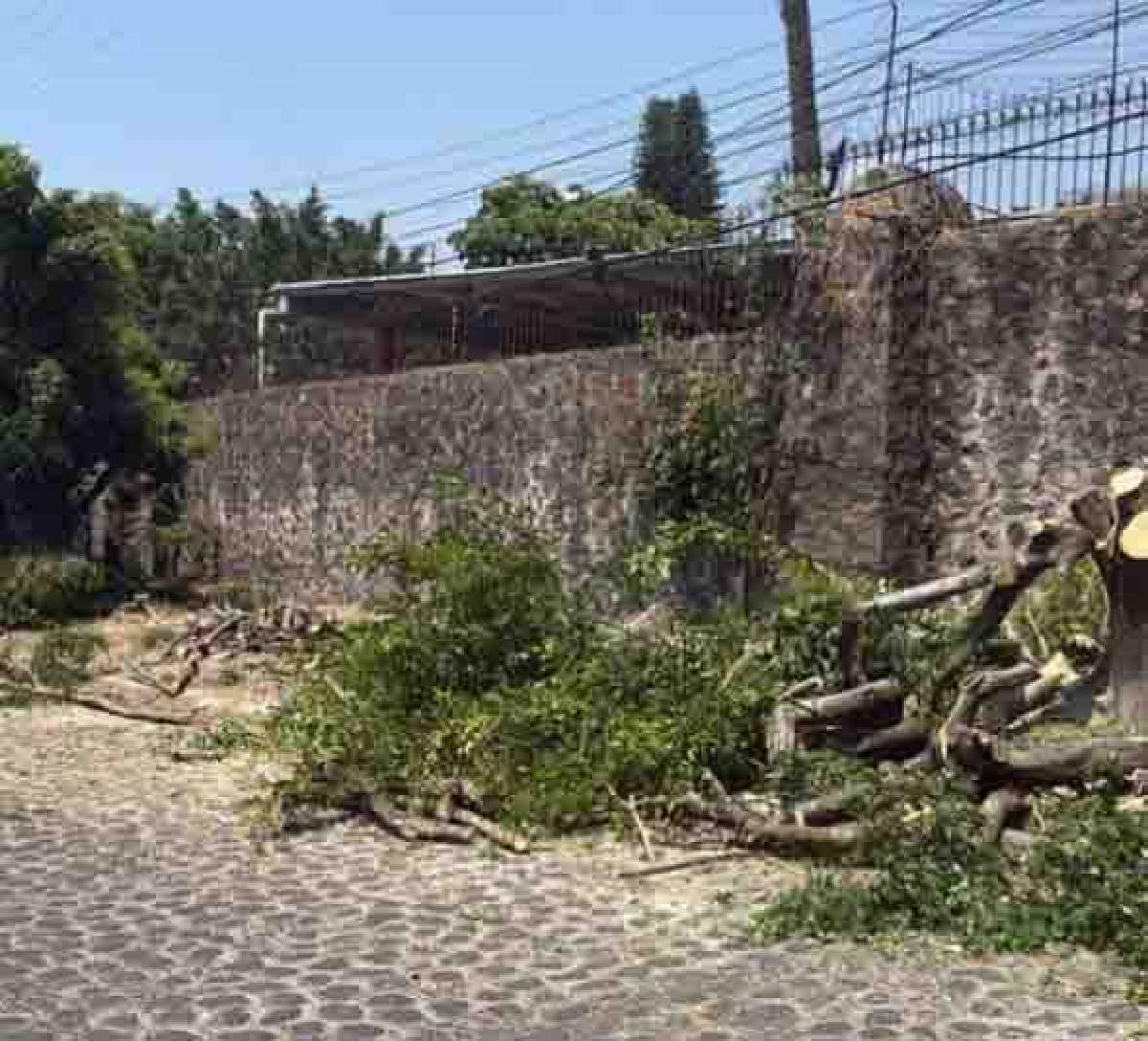 Preocupa a vecinos tala de árboles en Río Pánuco