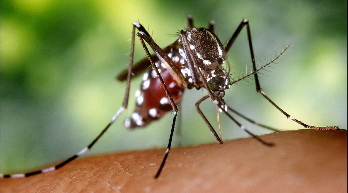 ¿Podría el virus del Zika eliminar los tumores cerebrales?
