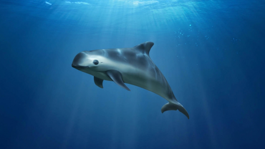 Se estima que para el 2022 la vaquita marina podría desaparecer