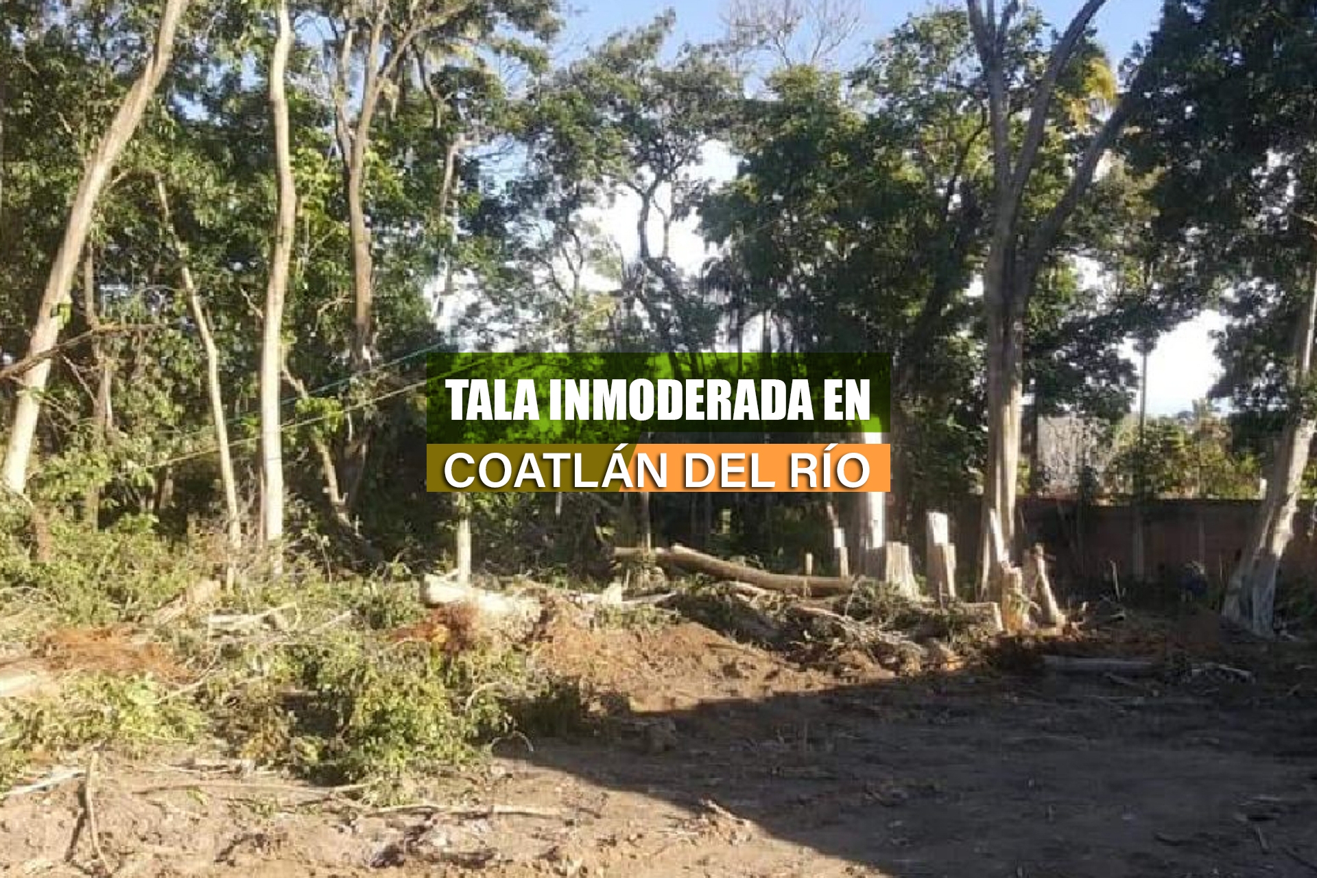 Denuncian tala inmoderada de árboles en Coatlán
