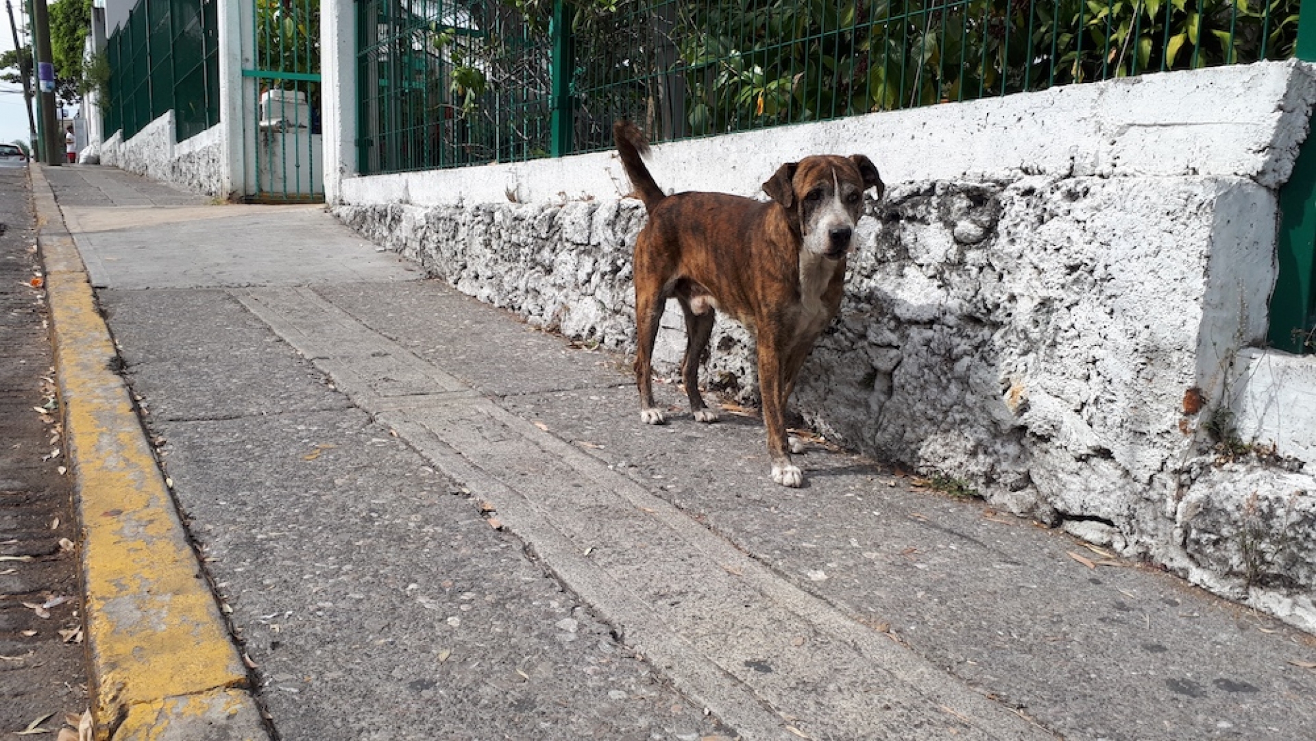 Llaman a la tenencia responsable de mascotas