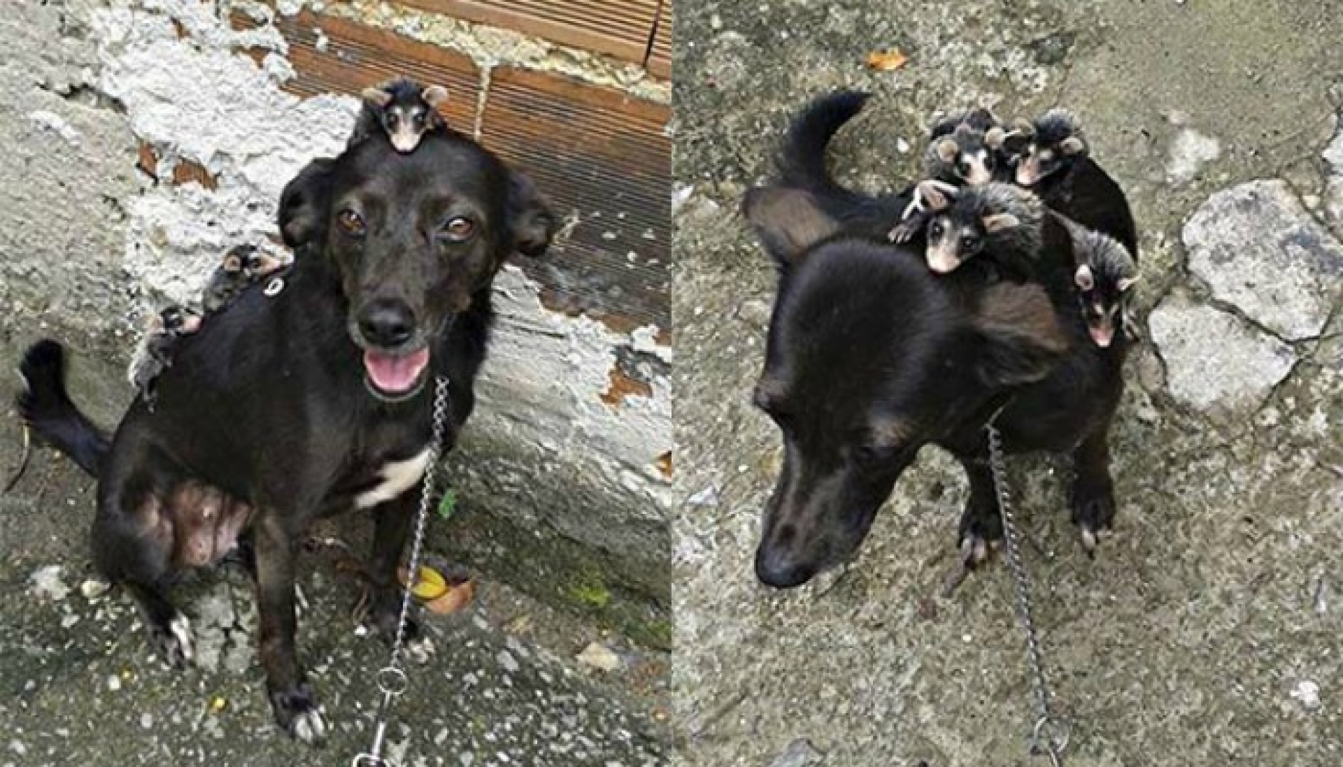 Perrita adopta a tlacuaches huérfanos y se convierte en una madre ejemplar