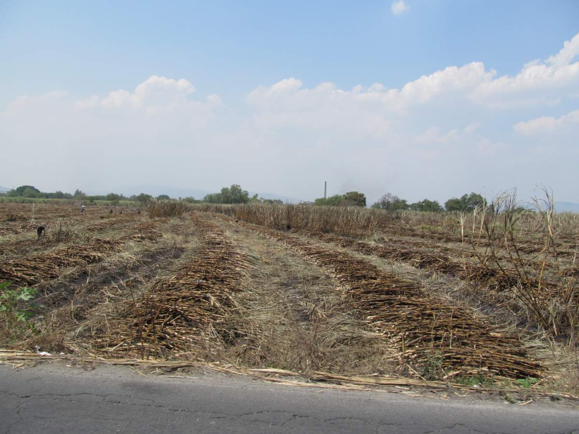Faltan alzadoras en el campo cañero