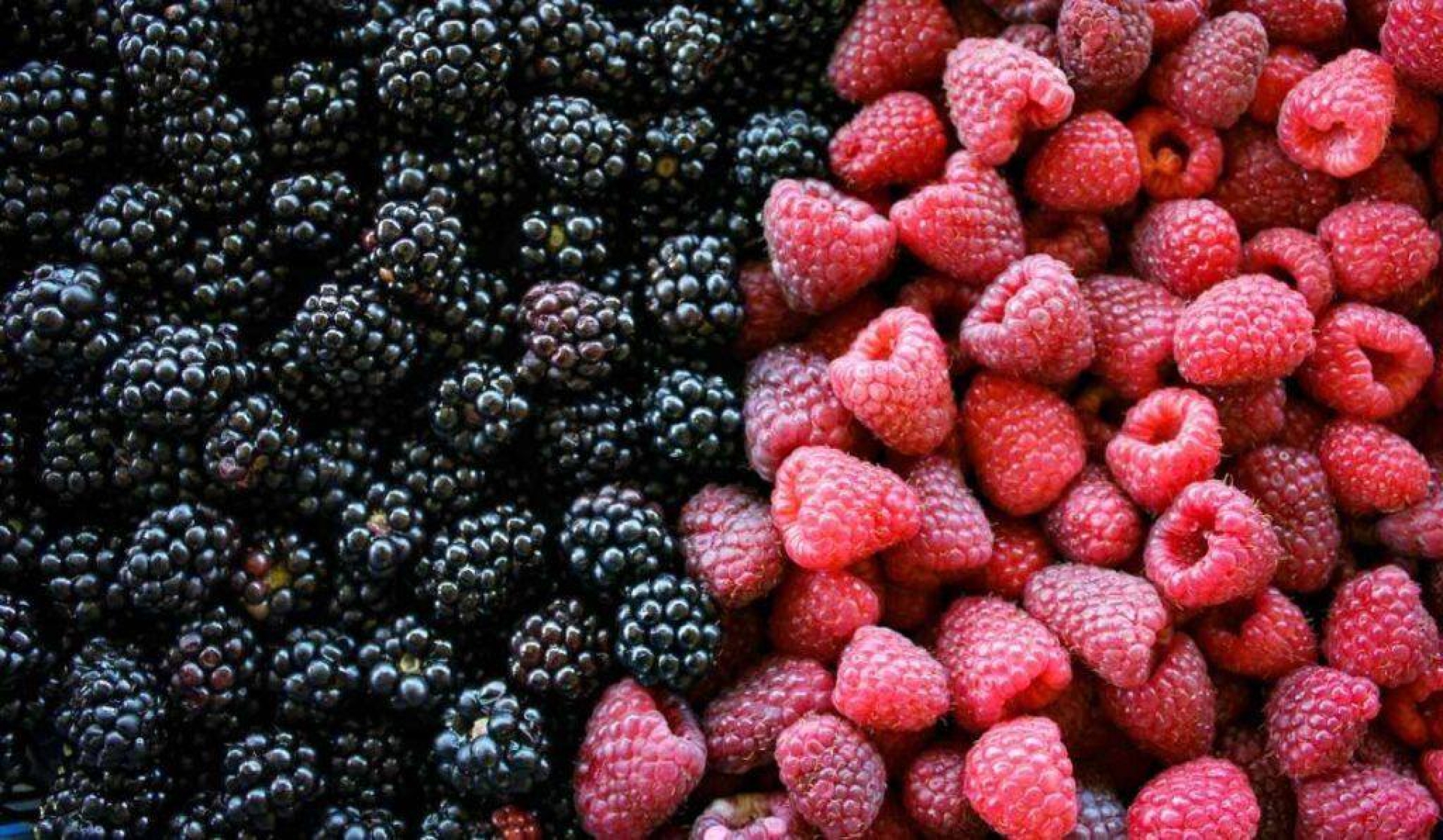 Beneficios de la mora: alivia el dolor muscular y fortalece los músculos