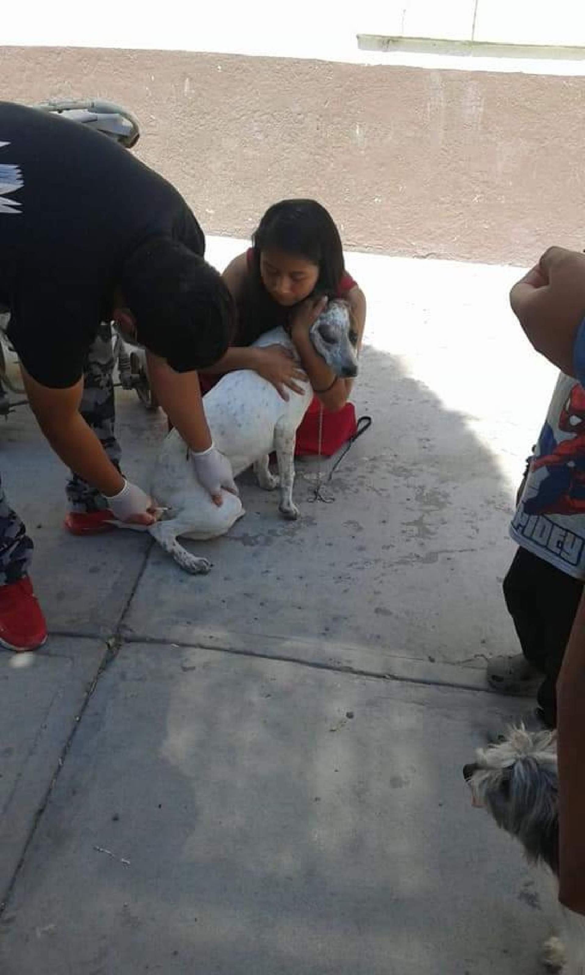 Continúa la Primera Semana Nacional de Vacunación Canina y Felina en Jantetelco