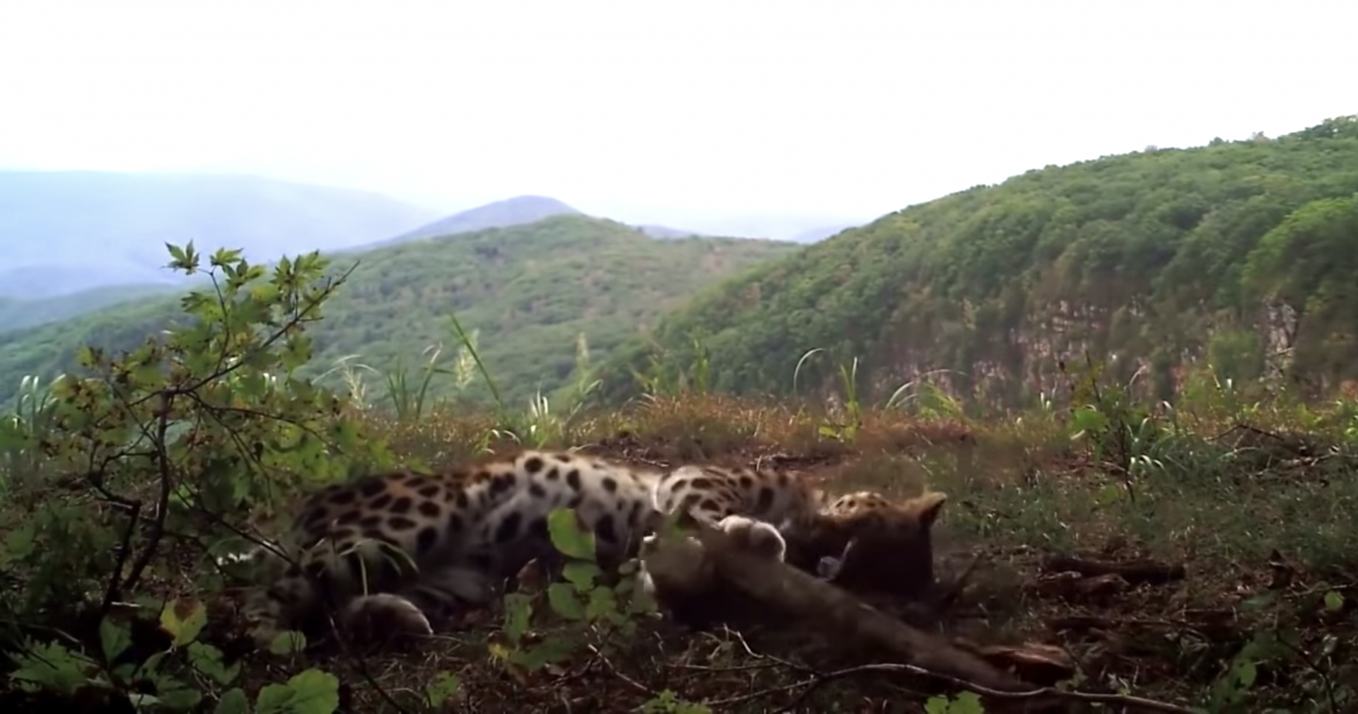 Un leopardo de Amur, felino en vías de extinción, es captado en VIDEO jugando como gato doméstico