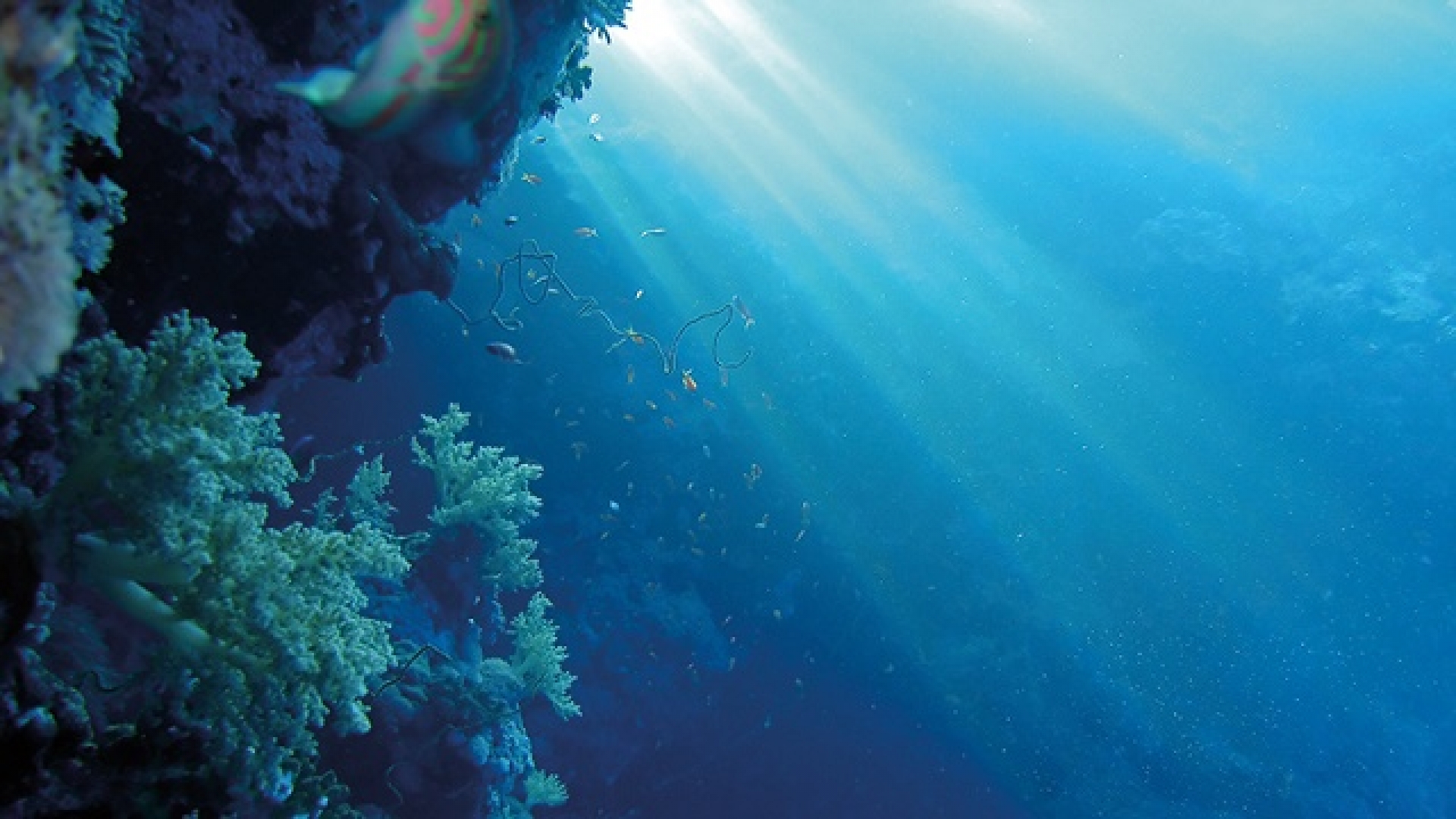 Científicos descubren bacterias que absorben enormes cantidades de CO2