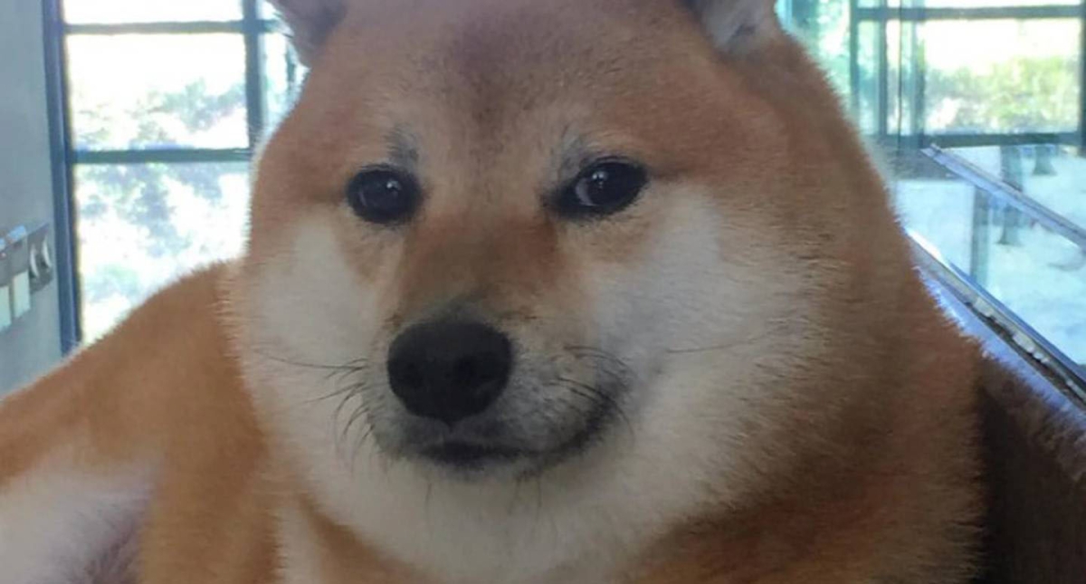 Empeora salud de 'cheems', perrito viral