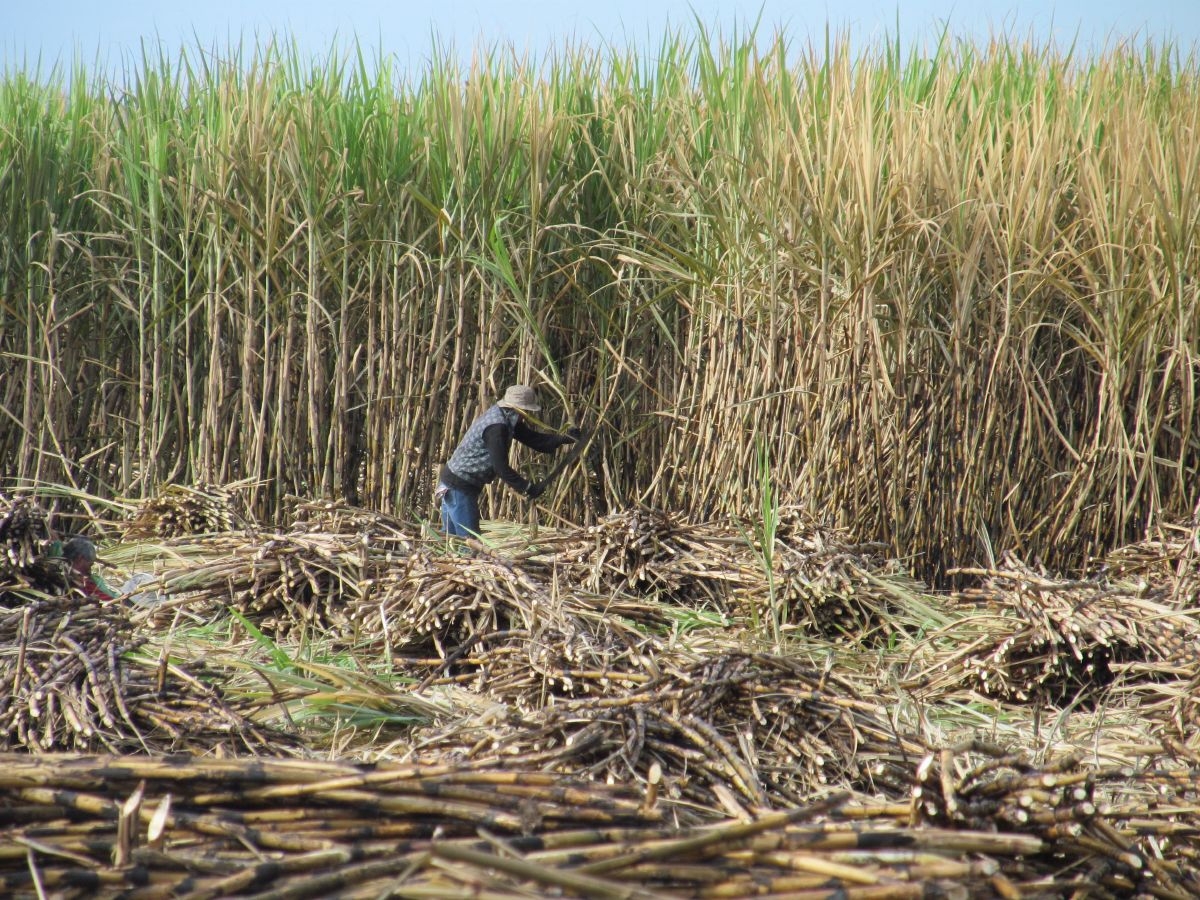 600 toneladas de cañas siniestradas, previo al inicio de la zafra