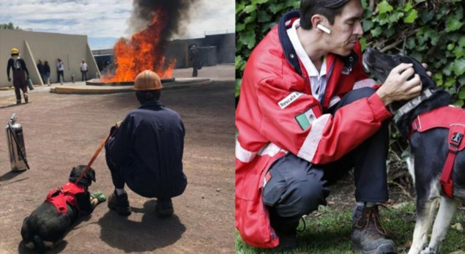 Perrita rescatada del sismo del 19S, es entrenada para salvar vidas en los incendios (VIDEO)