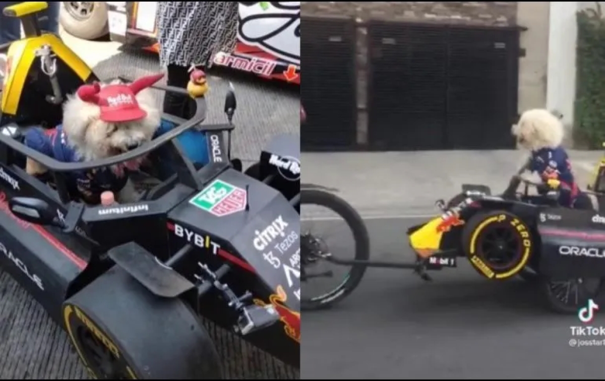 ¡Ternura! Perro fan de ‘Checo’ Pérez conocerá a su ídolo en el Gran Premio de México