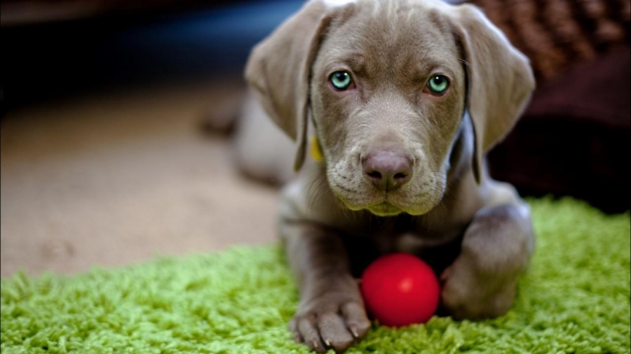Pasos para entrenar un cachorro