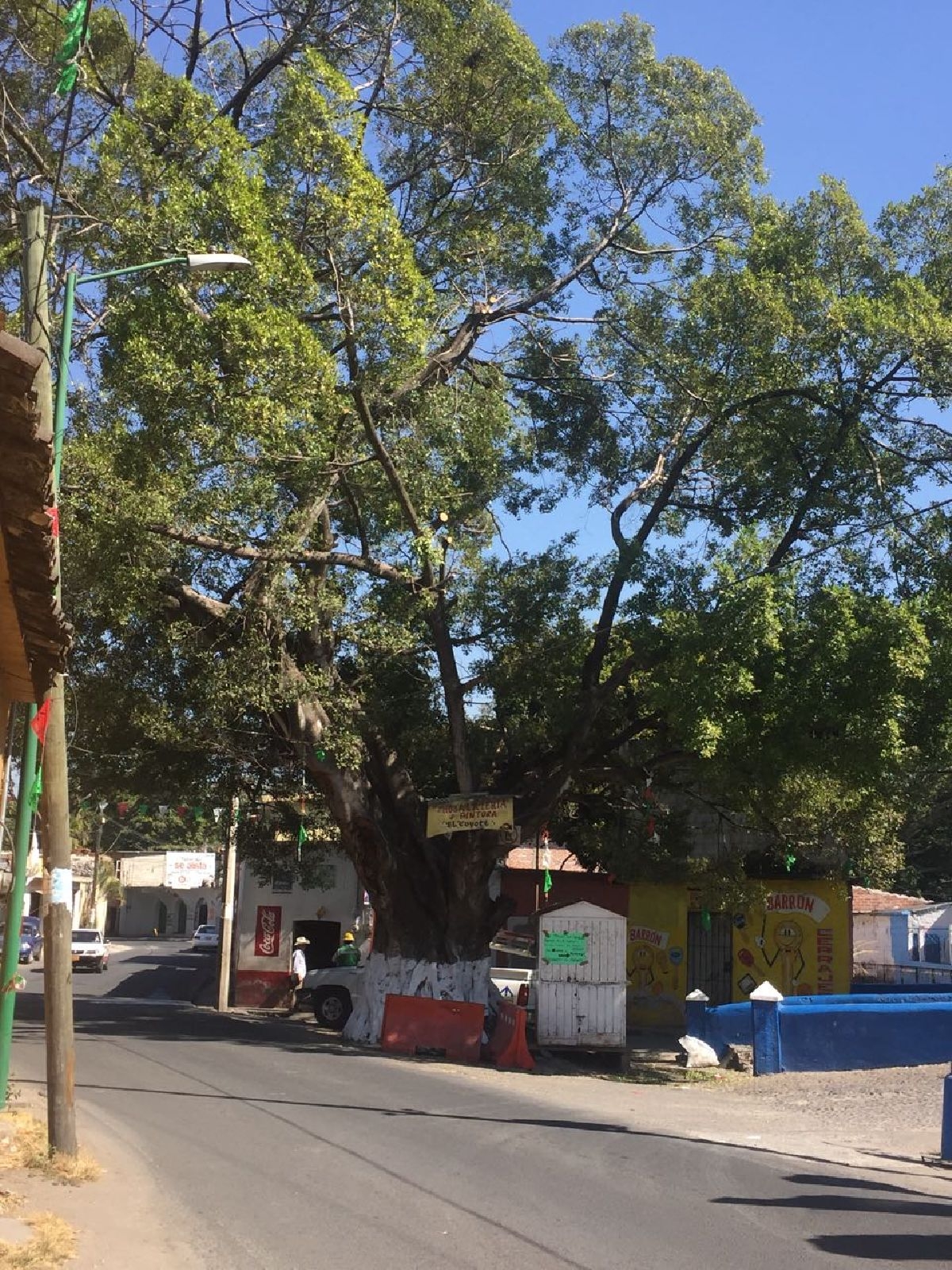 Una medida preventiva, desrame del laurel del barrio El Paso: PC Tetecala