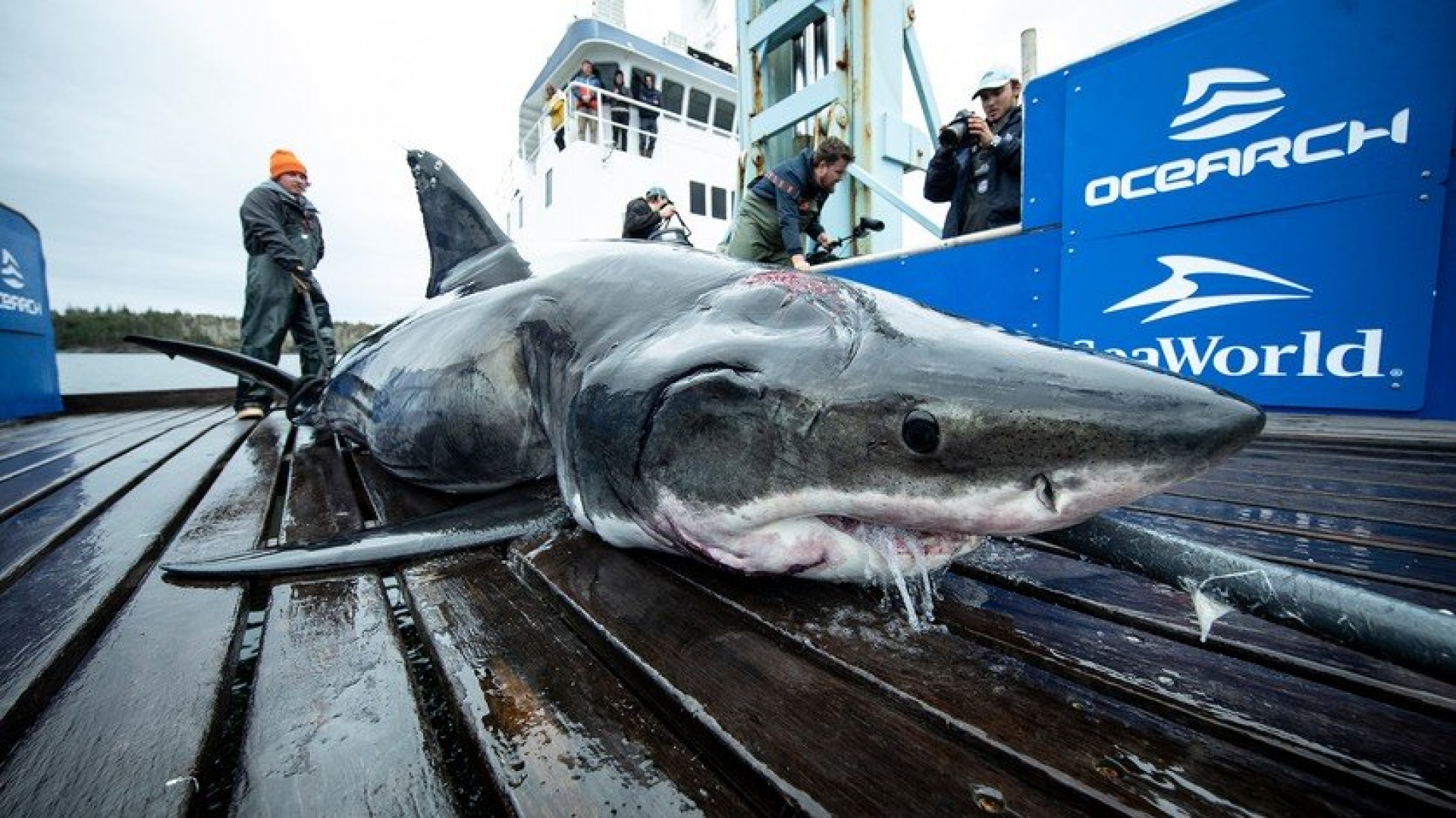 Hallan a enorme tiburón blanco con mordidas en la cabeza de un animal más grande