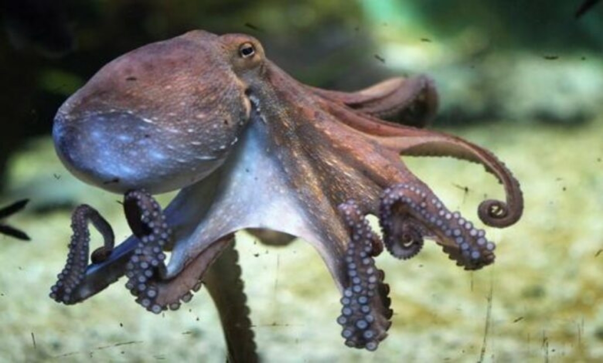Pulpos comparten genes cerebrales con los humanos, revelan científicos