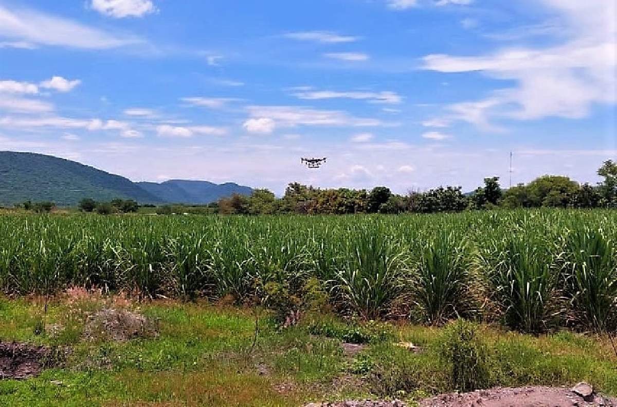 Buscan cañeros de Casasano aumentar la producción de azúcar en la próxima zafra