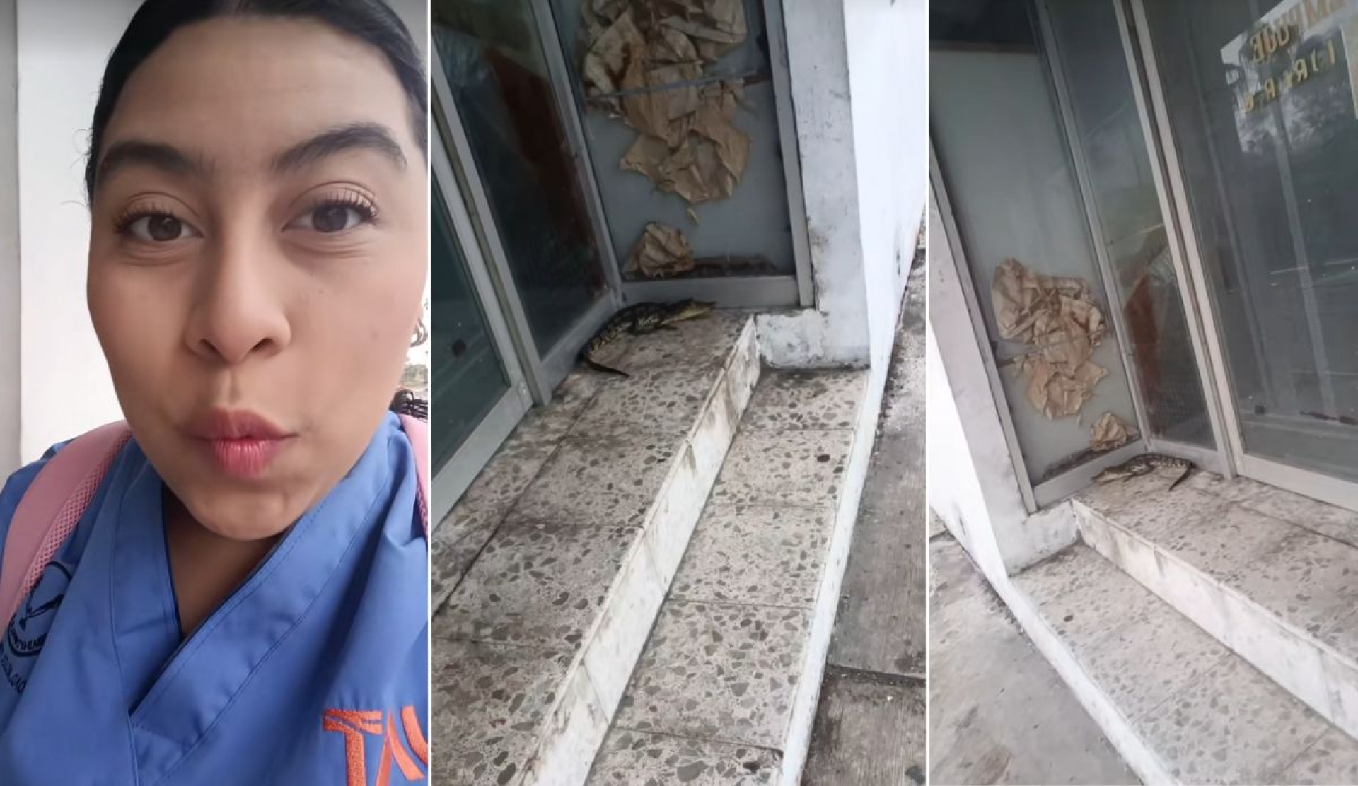 Cocodrilo sorprende a joven en parada de autobús en Tampico y se vuelve viral: 'Me encontré un juancho'