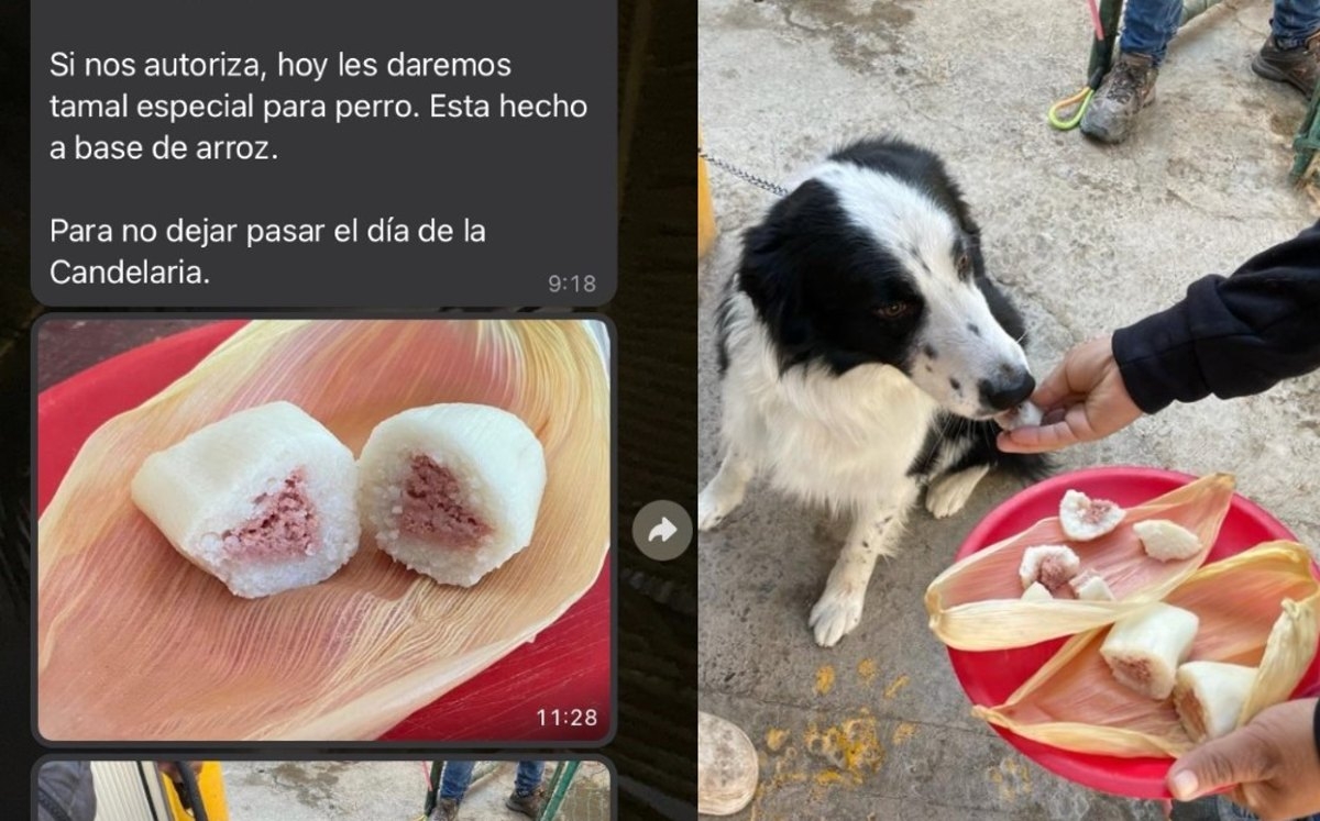 Dan tamales a perritos en pensión por Día de la Candelaria