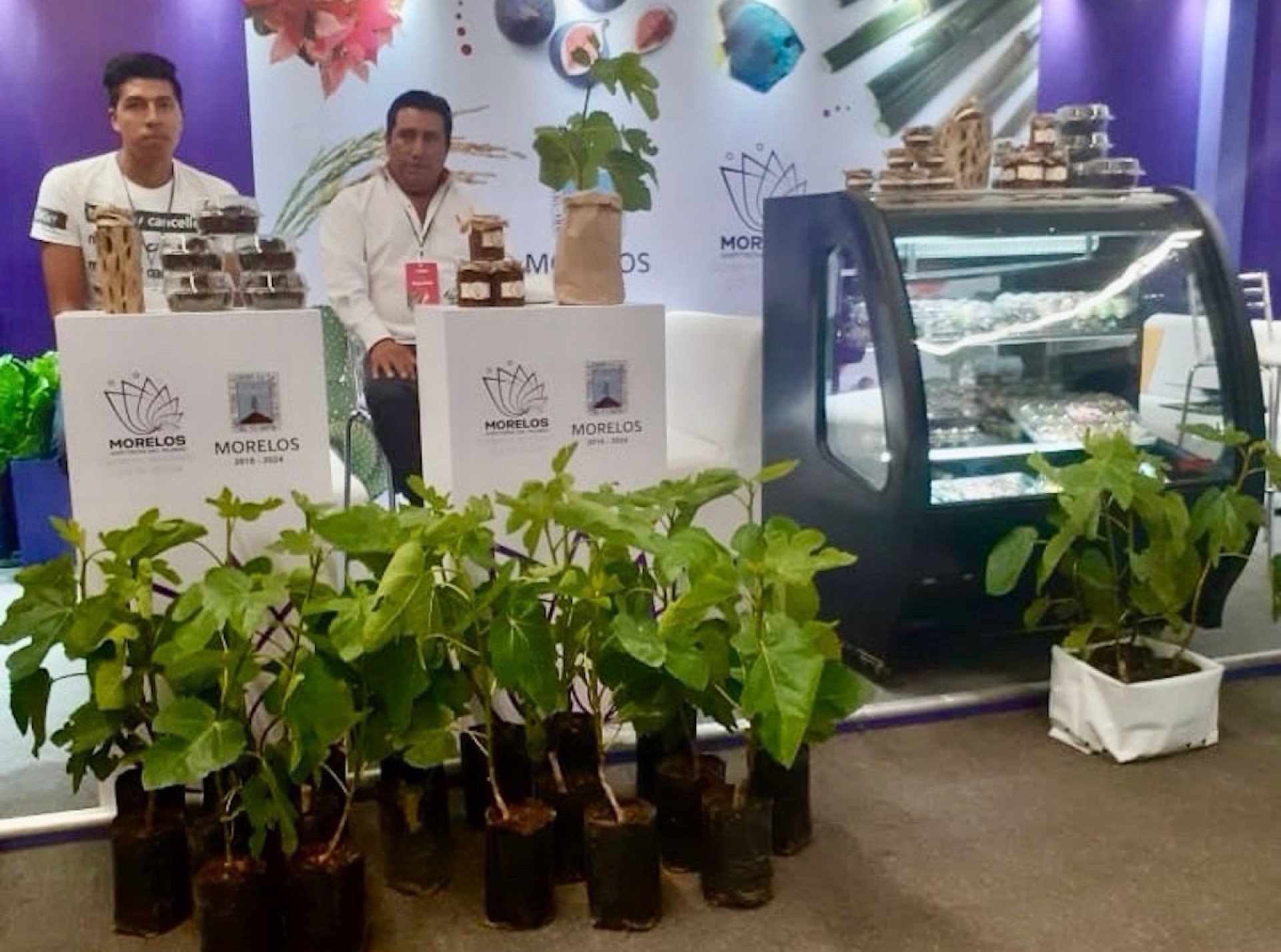 Busca Sedagro conservar liderazgo de Morelos en producción de higo