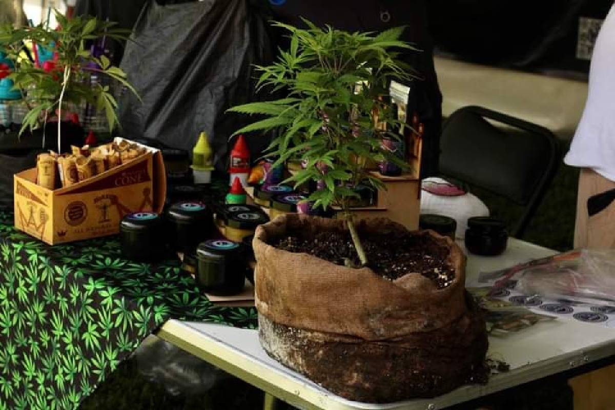 Promueven en Tetecala uso de la marihuana