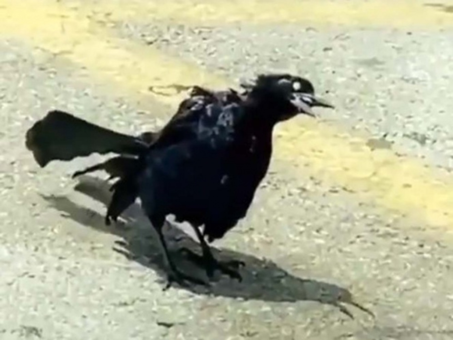 Captan supuesto pájaro zombie; causa terror en redes