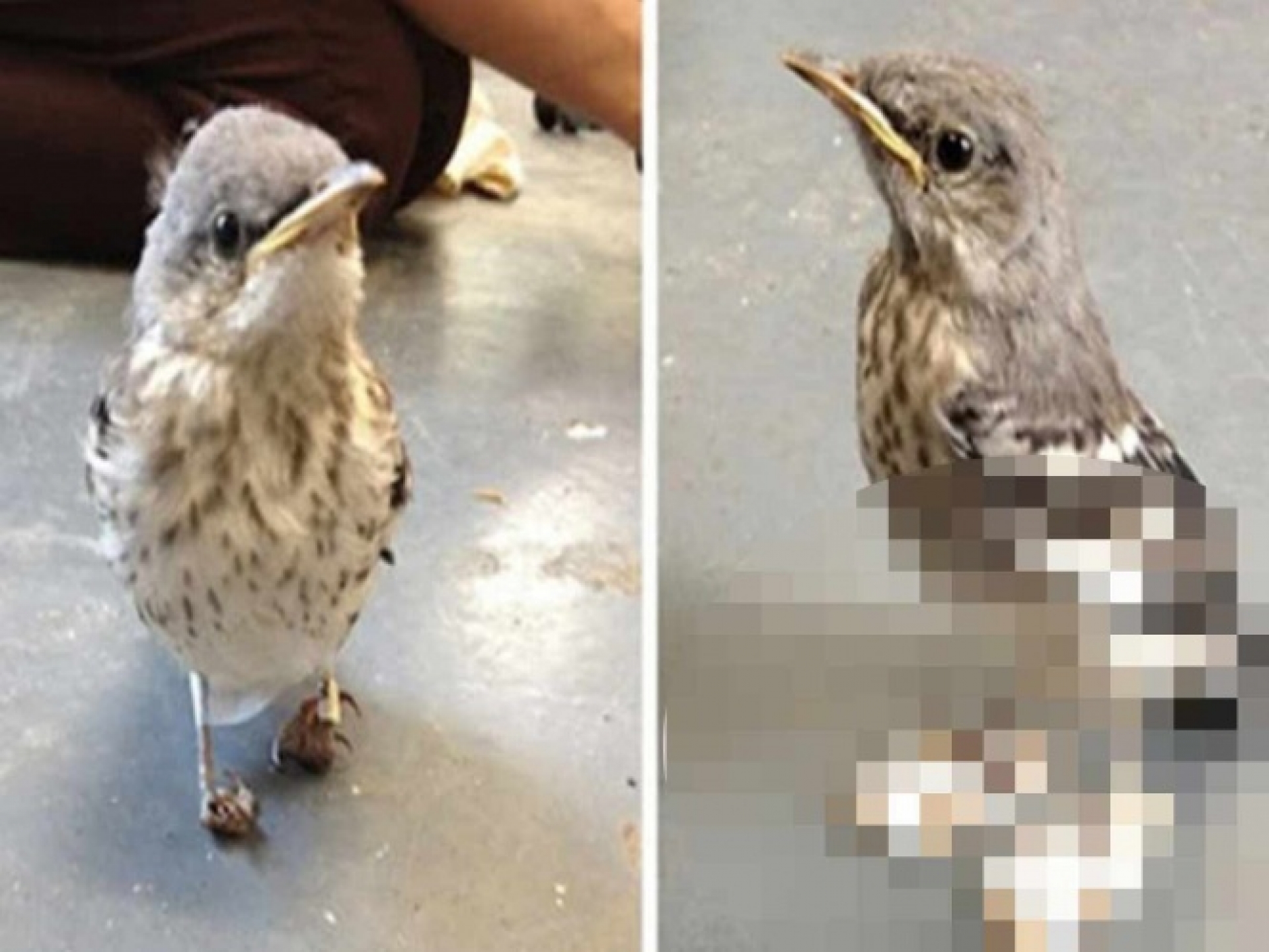 Pajarito recibe zapatos 'ortopédicos' y vuelve a caminar