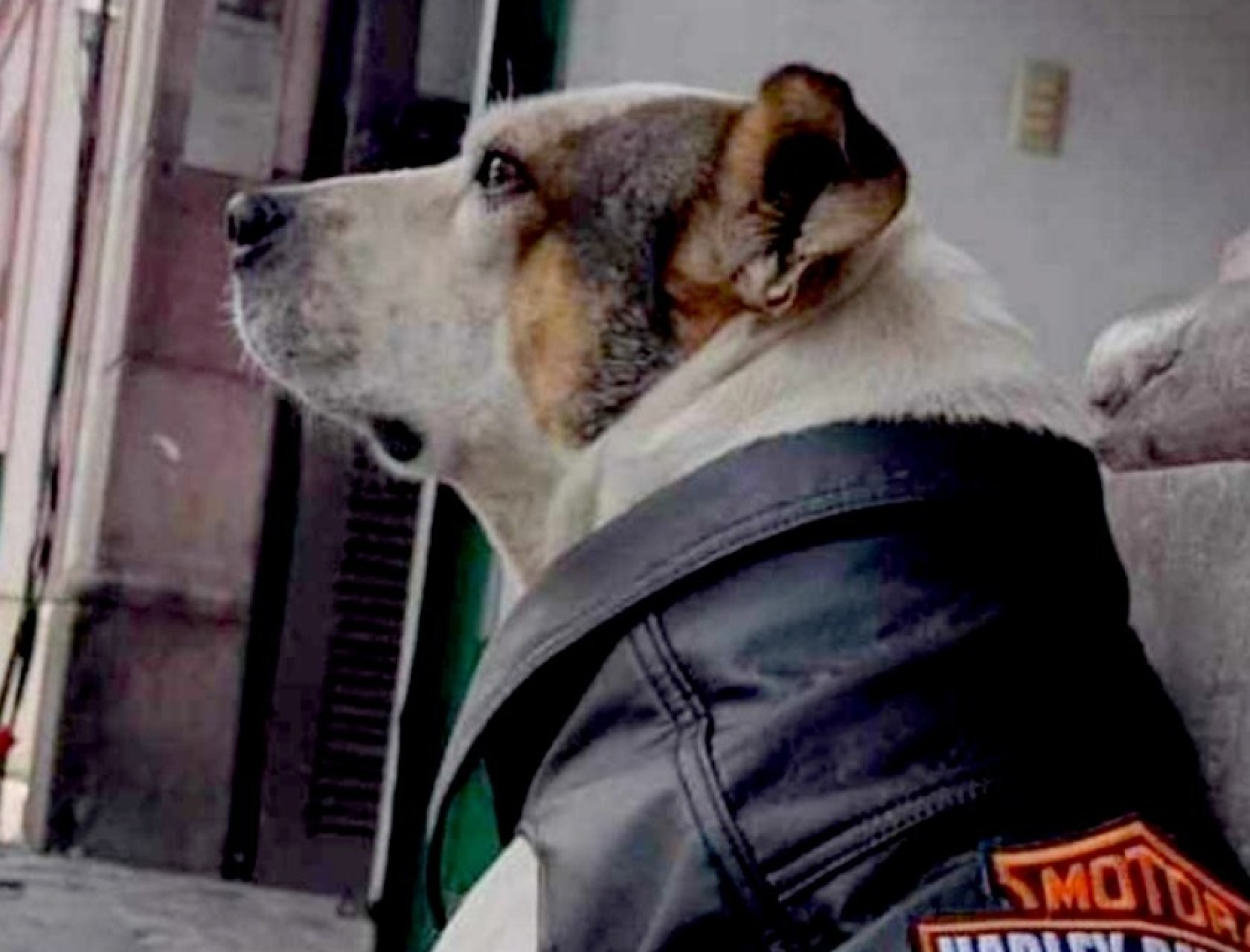 Quieren llevarse a 'Manchas', el célebre perro de plaza de armas