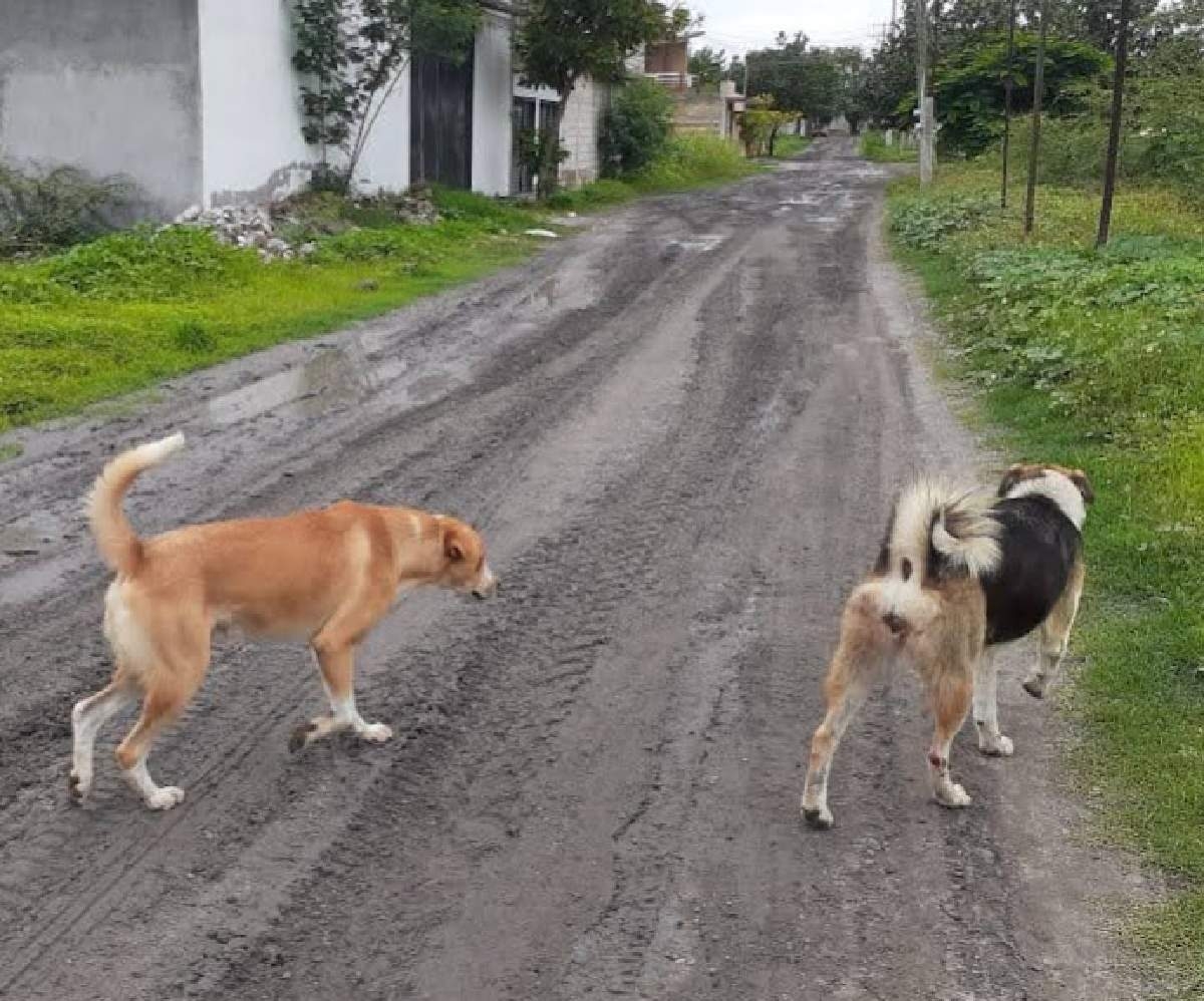 Hoy, campaña de esterilización de perros y gatos