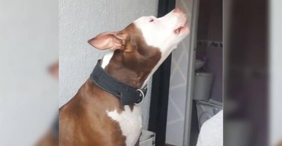 Perrito llora al escuchar canción de Adele