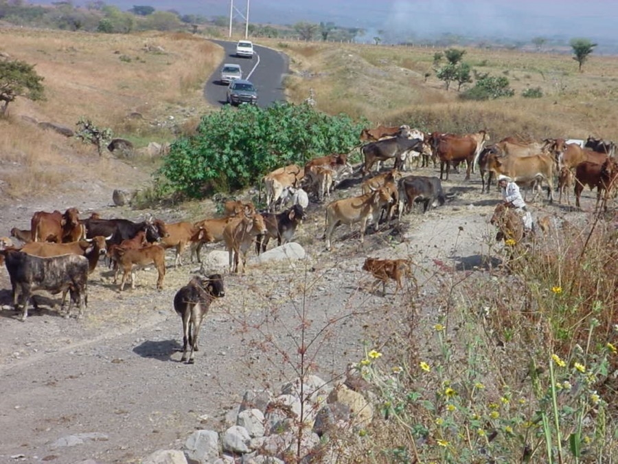 Capacitan a veterinarios de la zona oriente para diagnosticar la “enfermedad de las vacas locas”