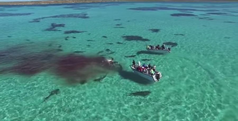 Tiburones llevan a cabo sangrienta matanza frente a turistas