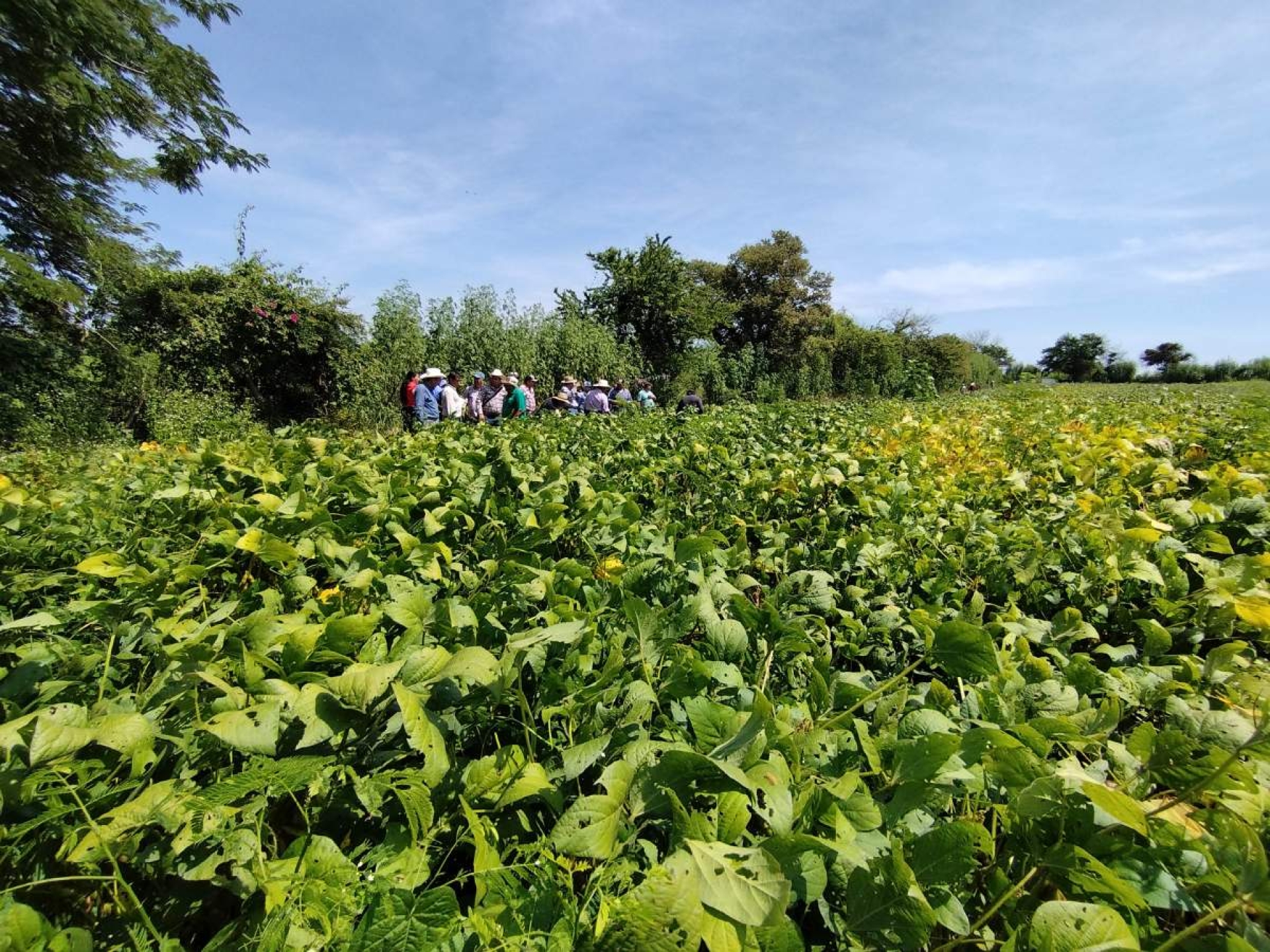 Abren el campo a la soya en Morelos