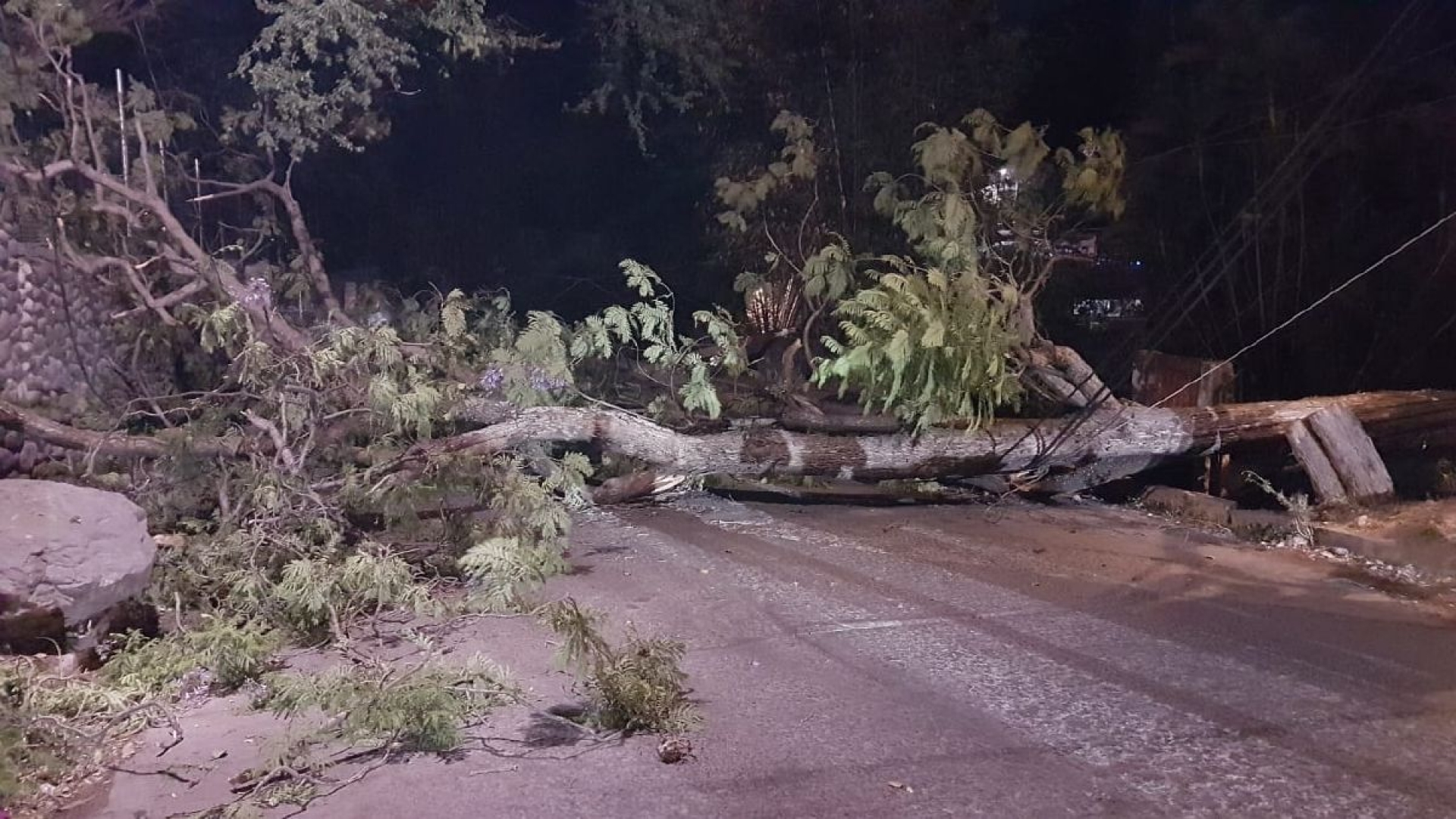 Caída de árboles y apagones, entre afectaciones por rachas de viento en Cuautla