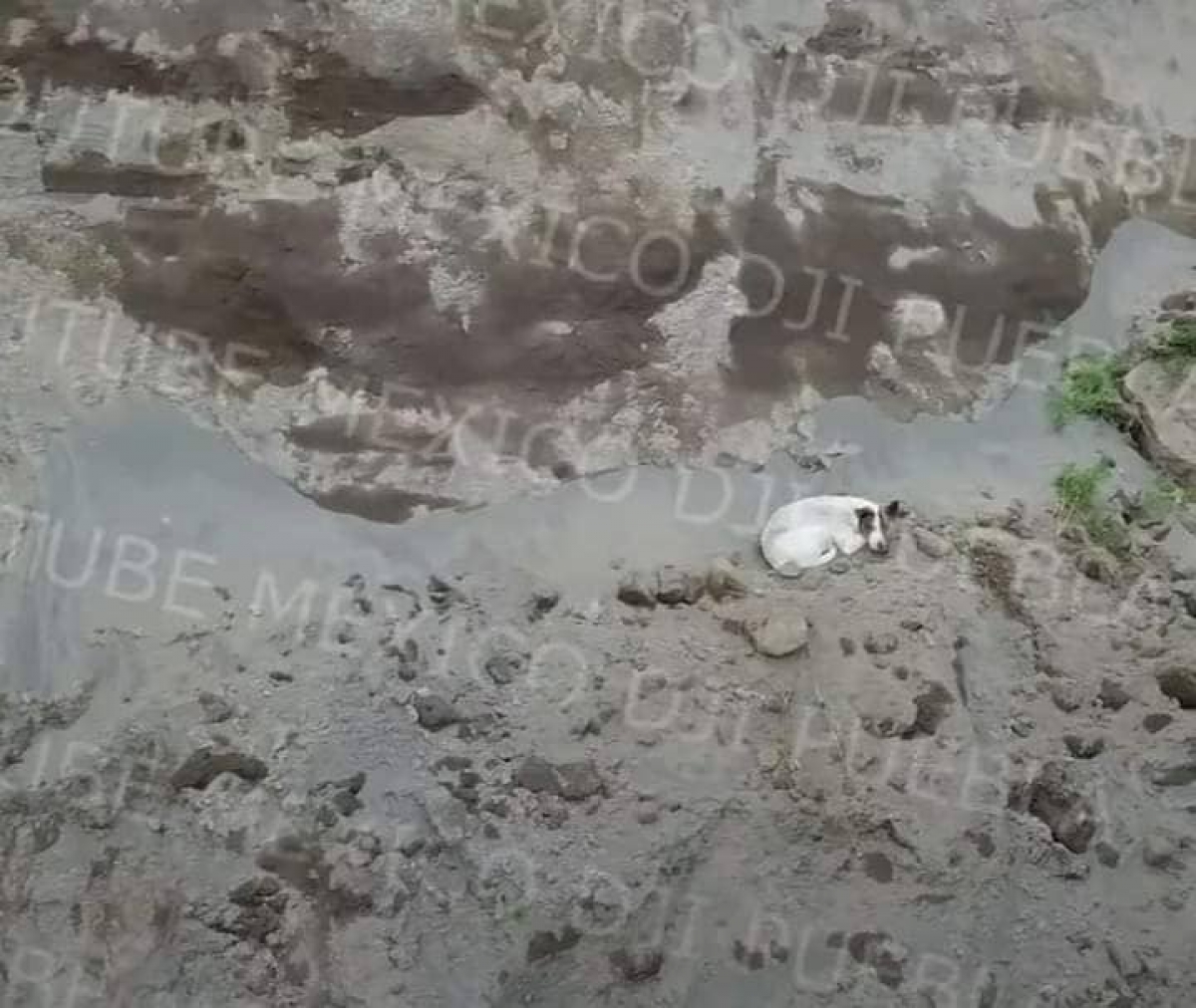 Cae otro perrito al socavón de Puebla