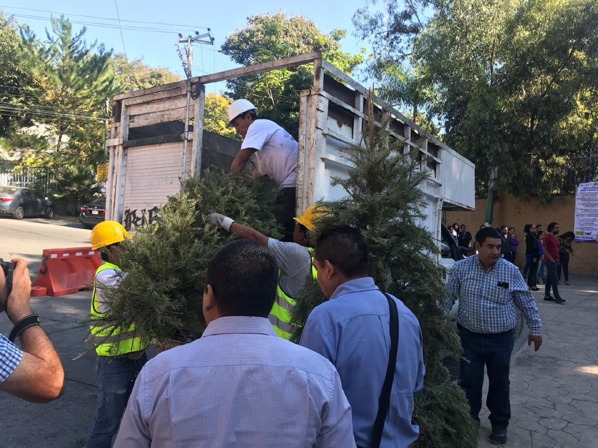 Amplía SDS campaña de Acopio de Árboles Navideños