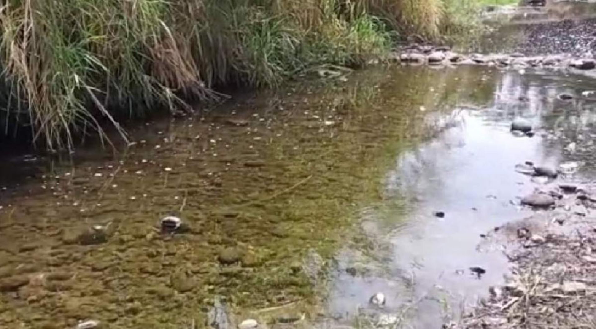 Preocupa a agricultores de Tetecala bajo nivel del río Chalma