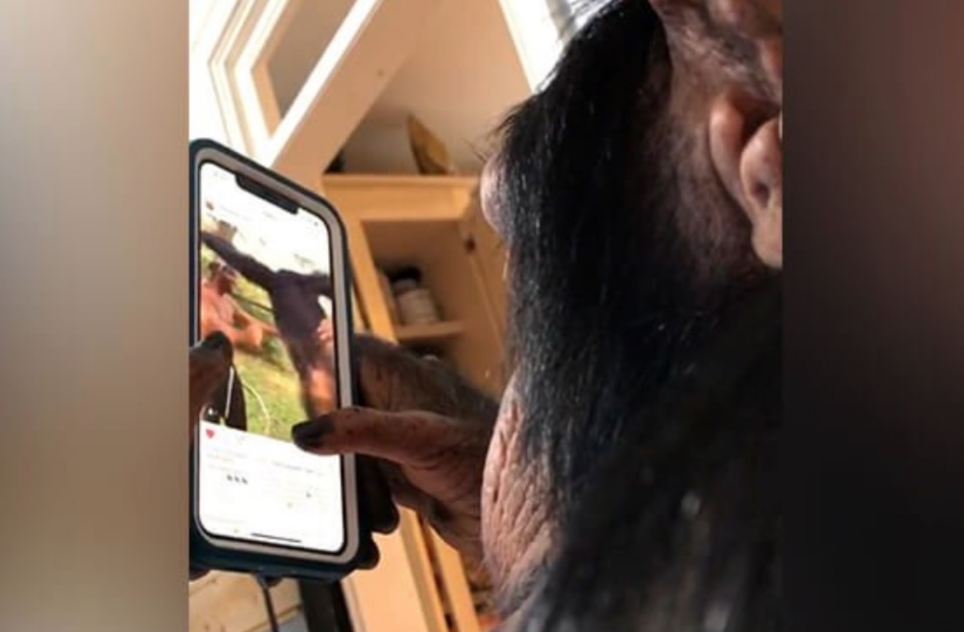 VIDEO: ¿Un chimpancé 'influencer'?