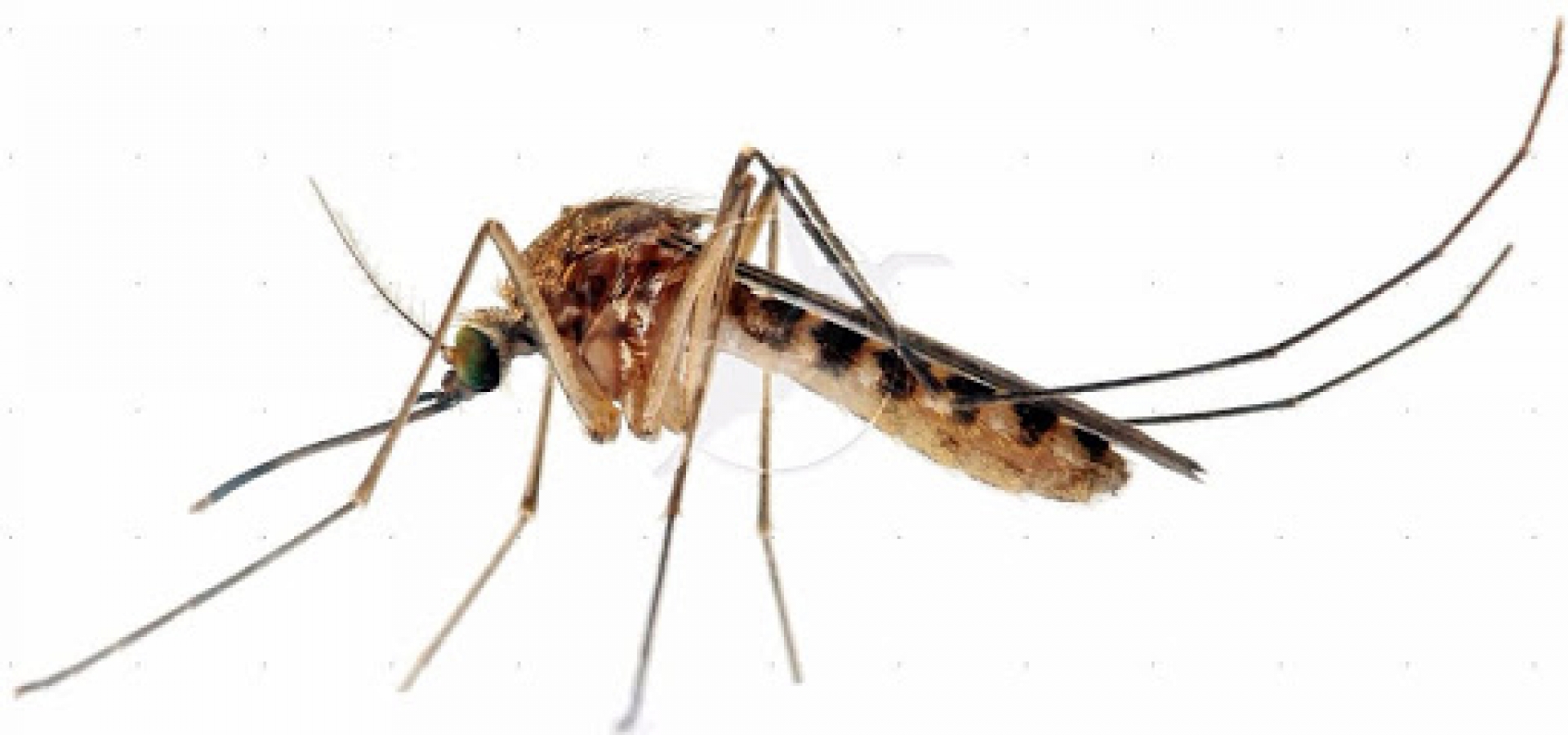 Estudia UAEM  virus de mosquitos de todo el país