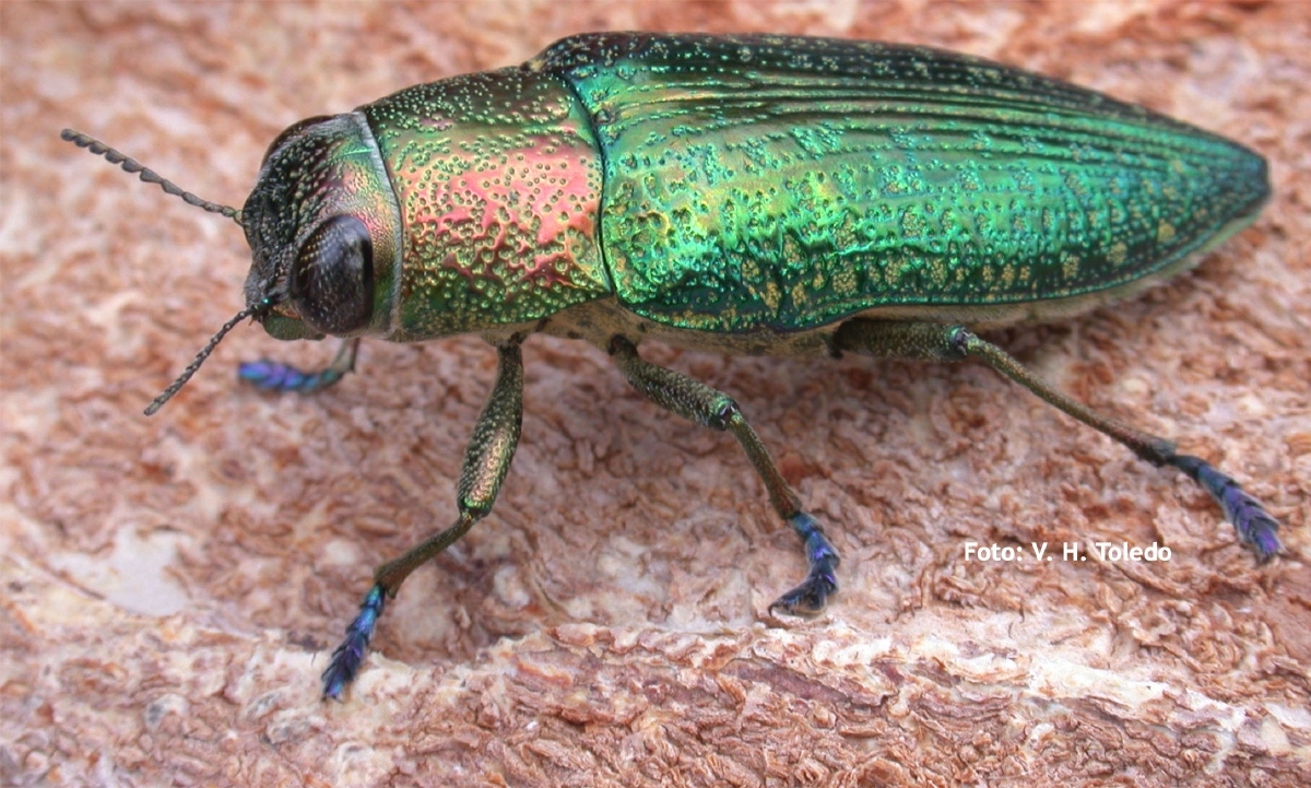 Insectos en peligro; degradación del ambiente afecta su reproducción