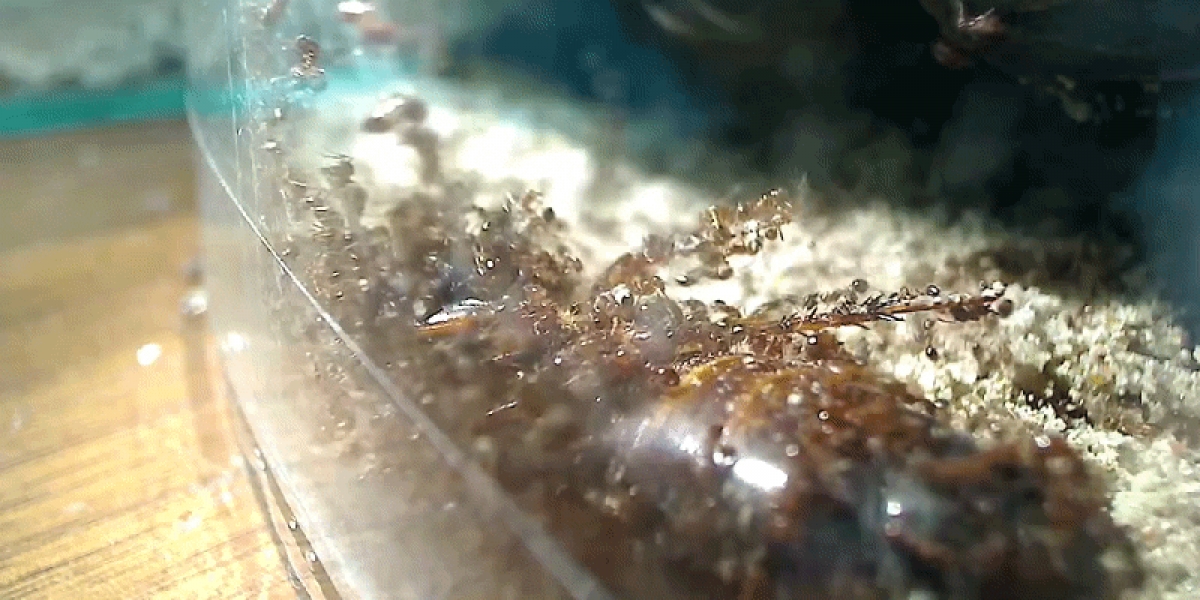 Esto es lo que pasa cuando un enjambre de hormigas de fuego devora una cucaracha preñada