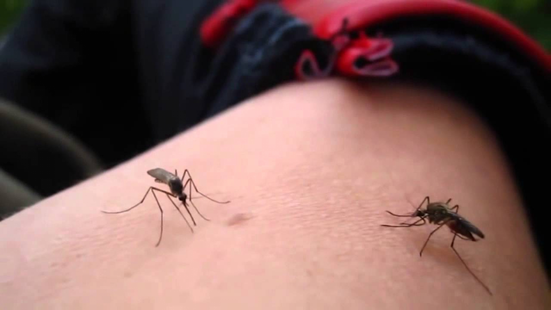 Ya son 135 los casos de dengue en Morelos