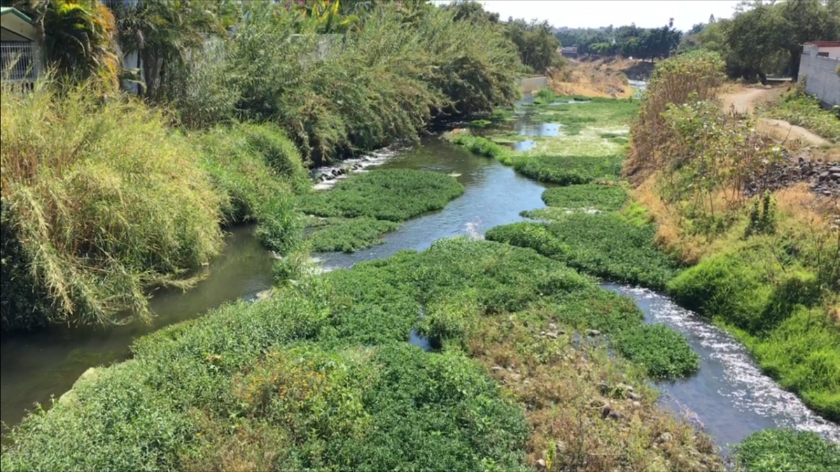 Productores de berro aumentan contaminación del río Cuautla