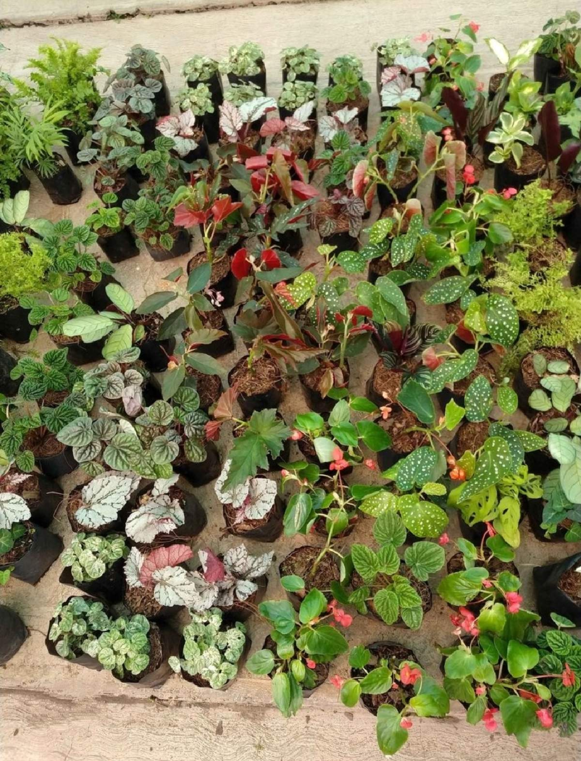 Busca ampliar su mercado de plantas y flores para fiestas