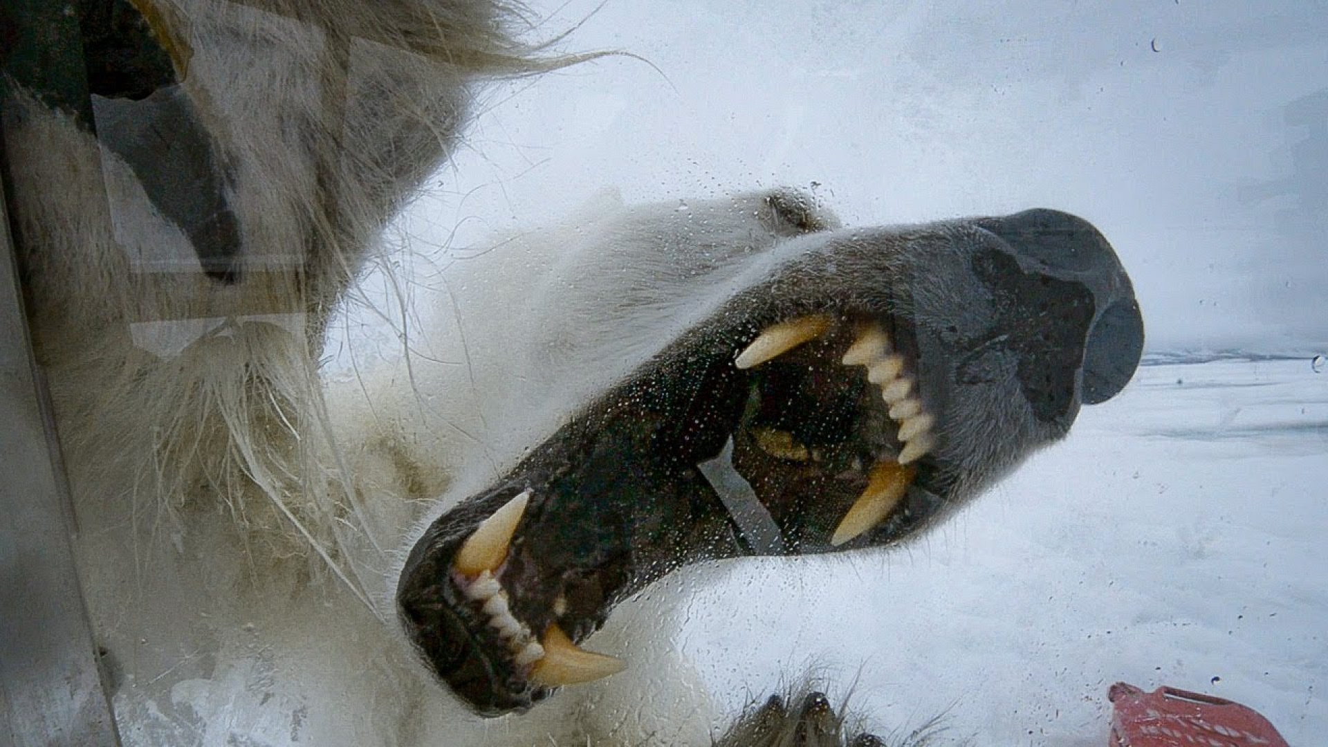 El momento en que un oso polar hambriento trata de abrir una jaula donde se encuentra un camarógrafo de la BBC