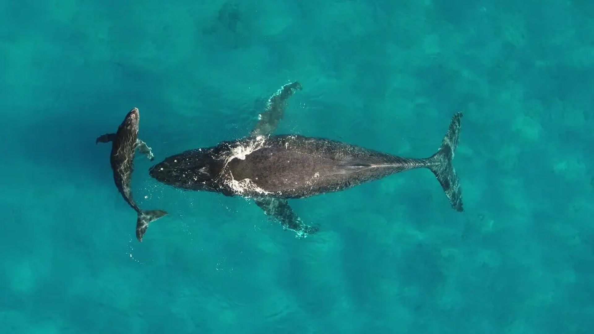 Las ballenas: gigantes que alimentan el océano con nutrientes vitales