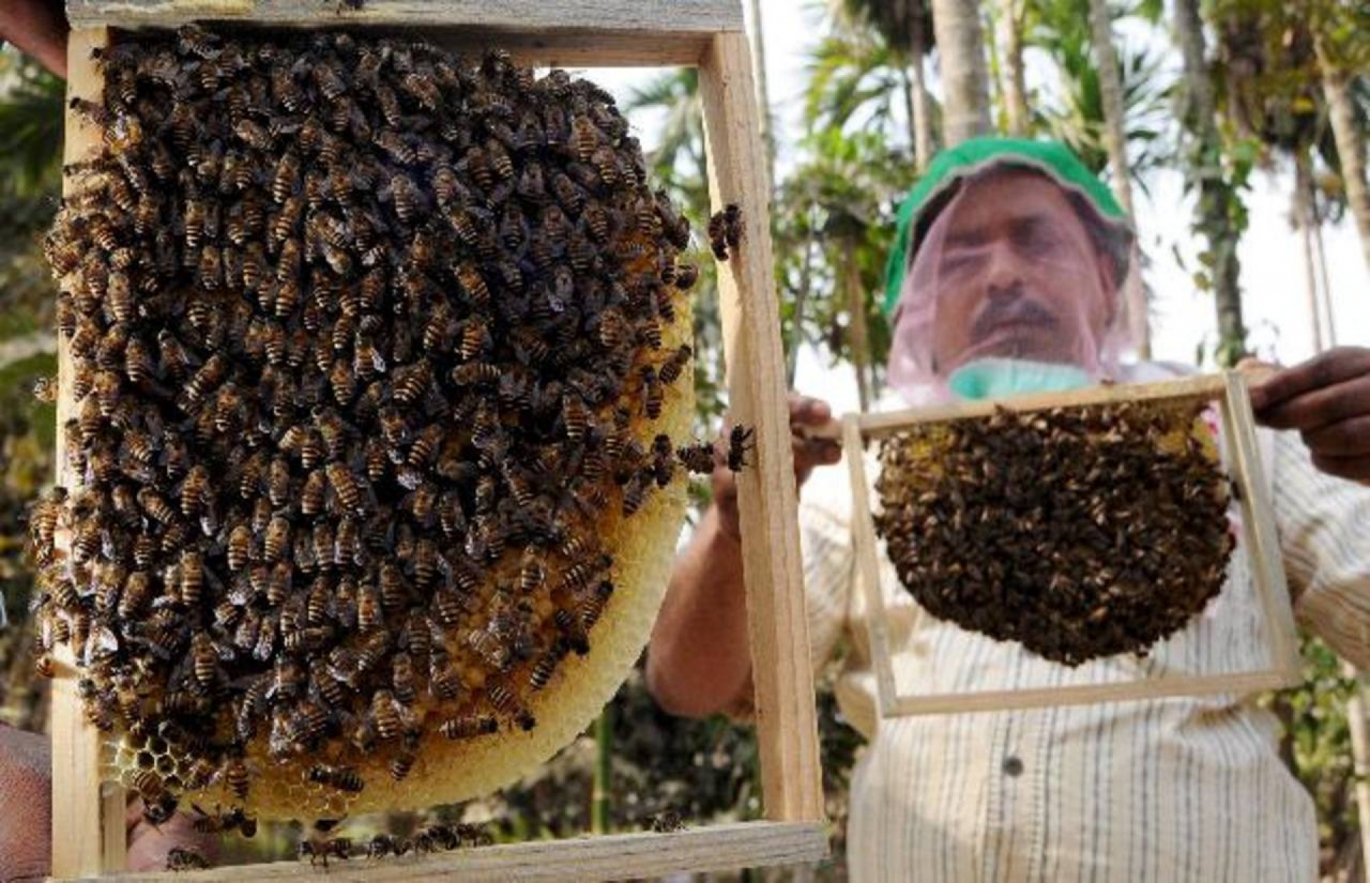 Impartirán taller de retiro de enjambres de abejas