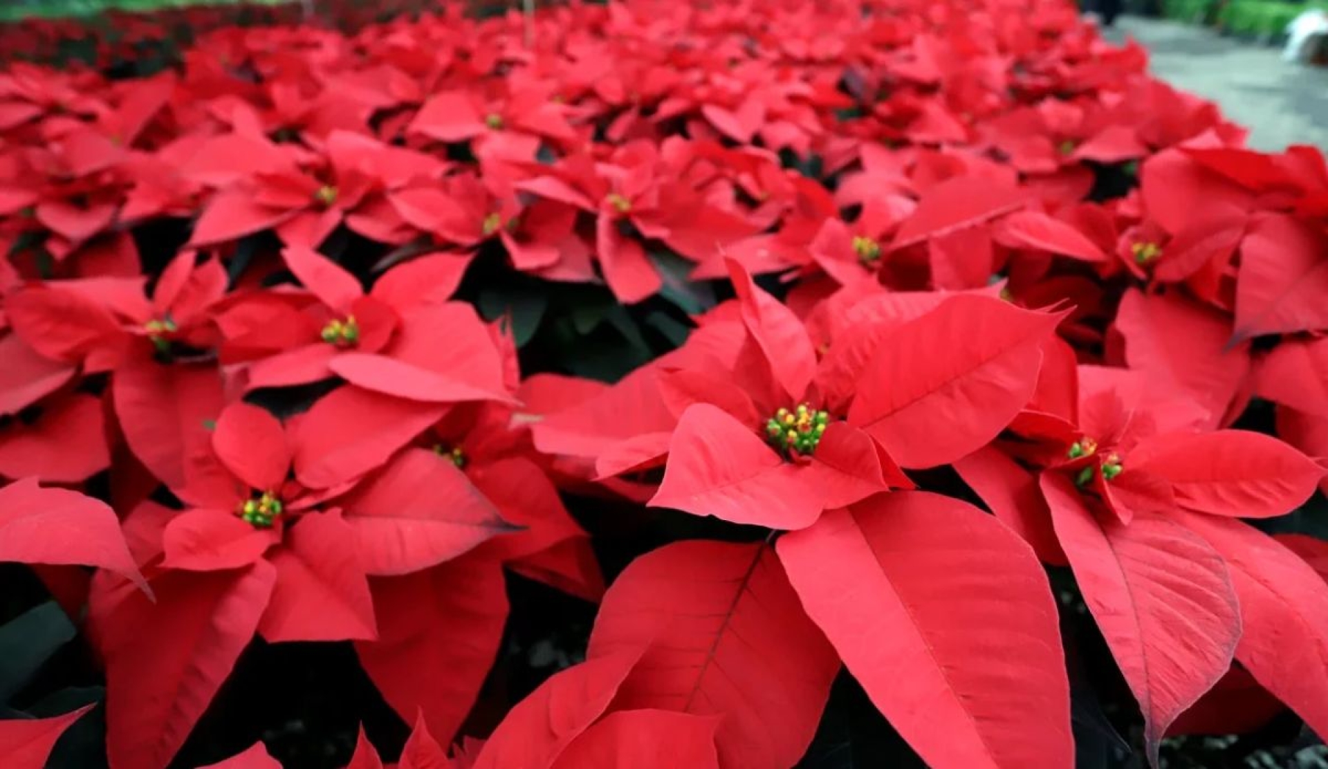Guía práctica para cuidar tu nochebuena y conservar su color todo el año